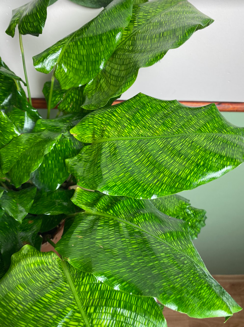 Calathea mosaic Network