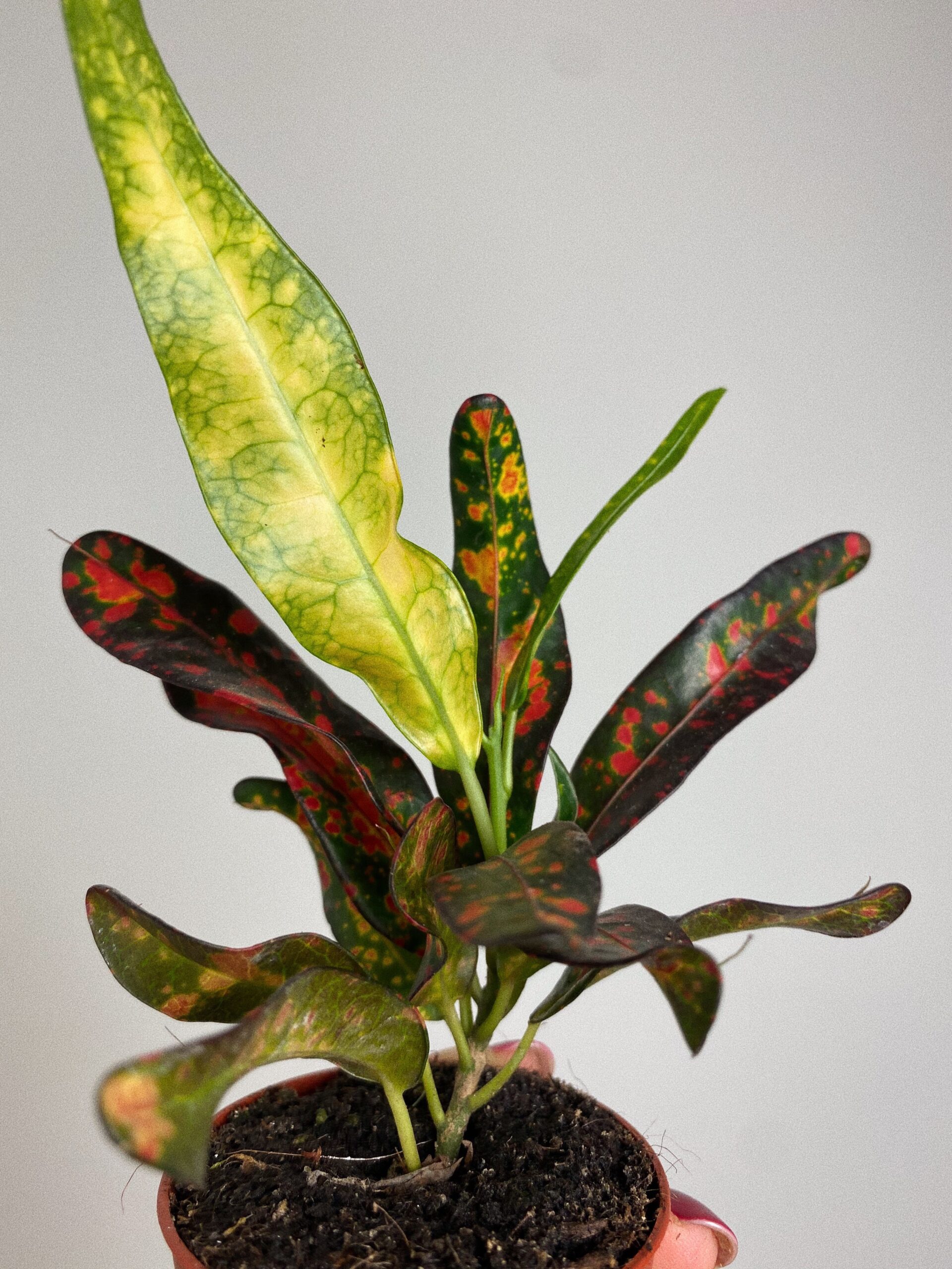 Codiaeum Red Banana