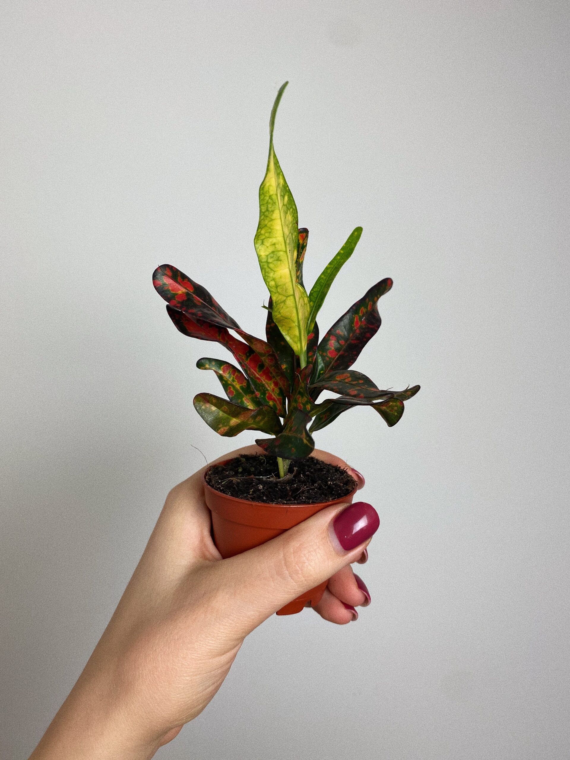 Codiaeum Red Banana