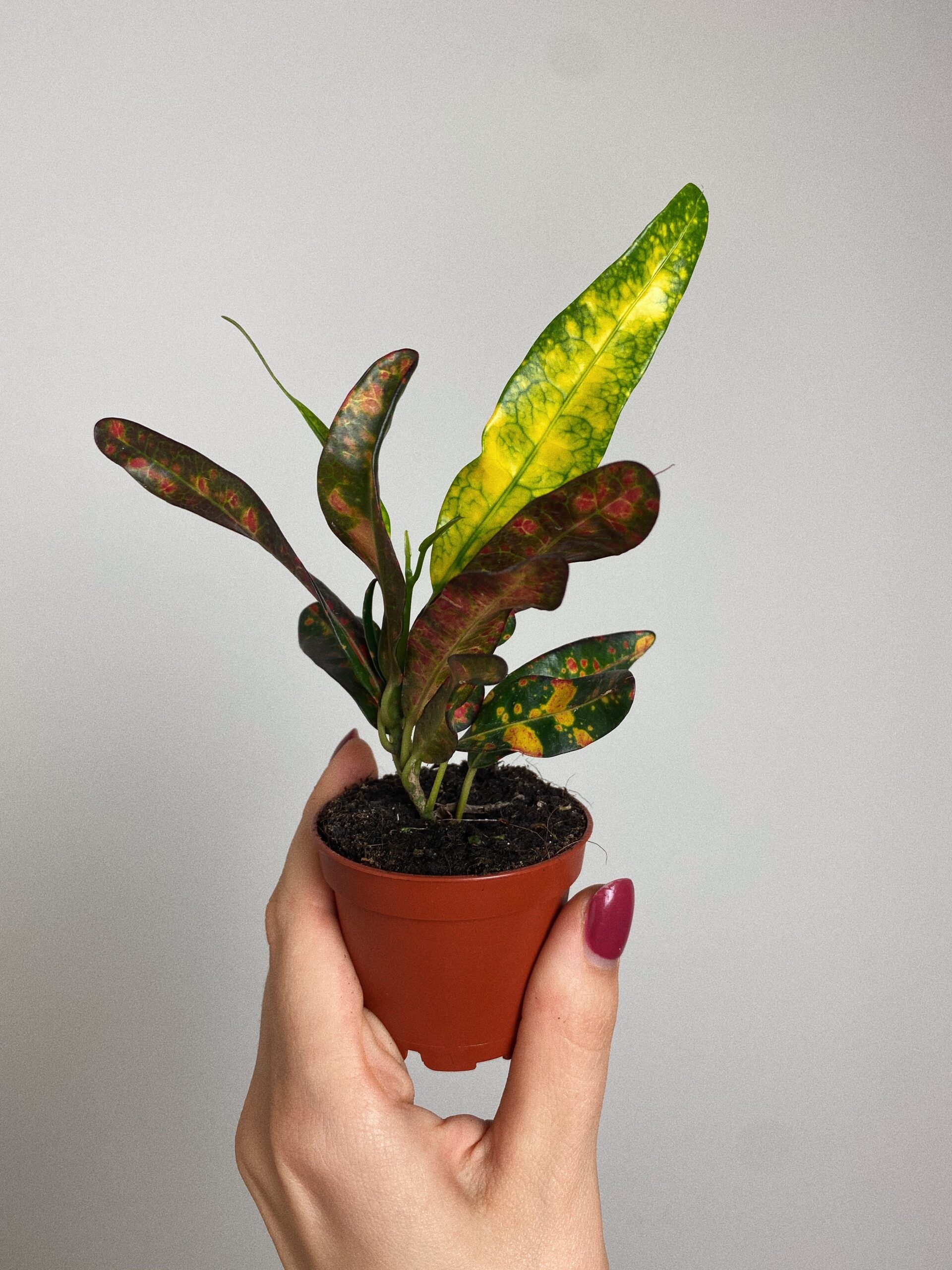 Codiaeum Red Banana
