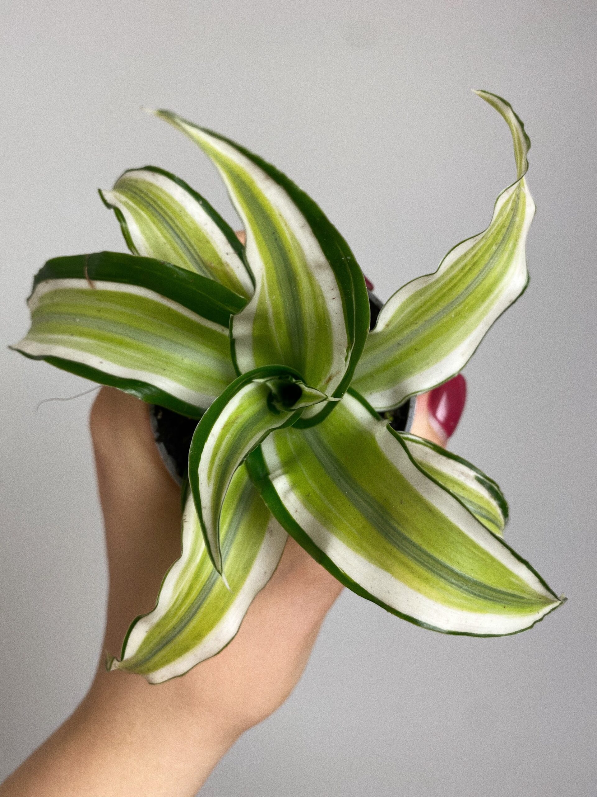 Dracena Dragontree Malaika