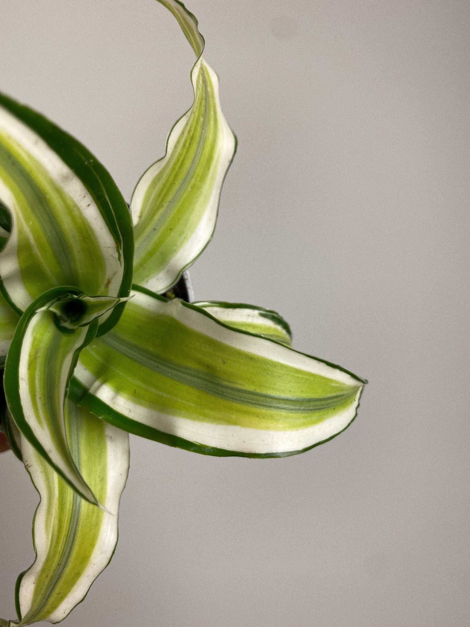 Dracena Dragontree Malaika