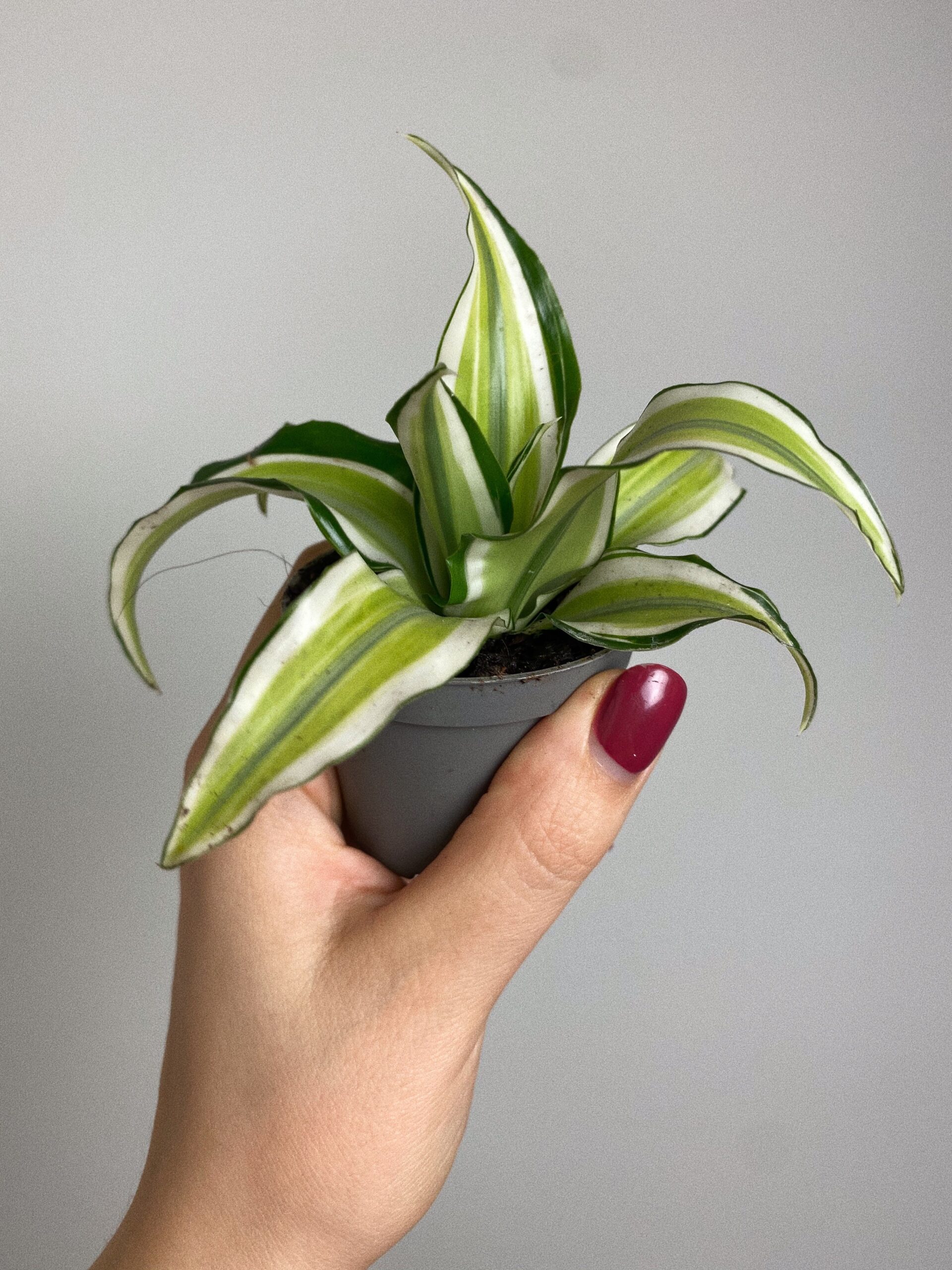 Dracena Dragontree Malaika