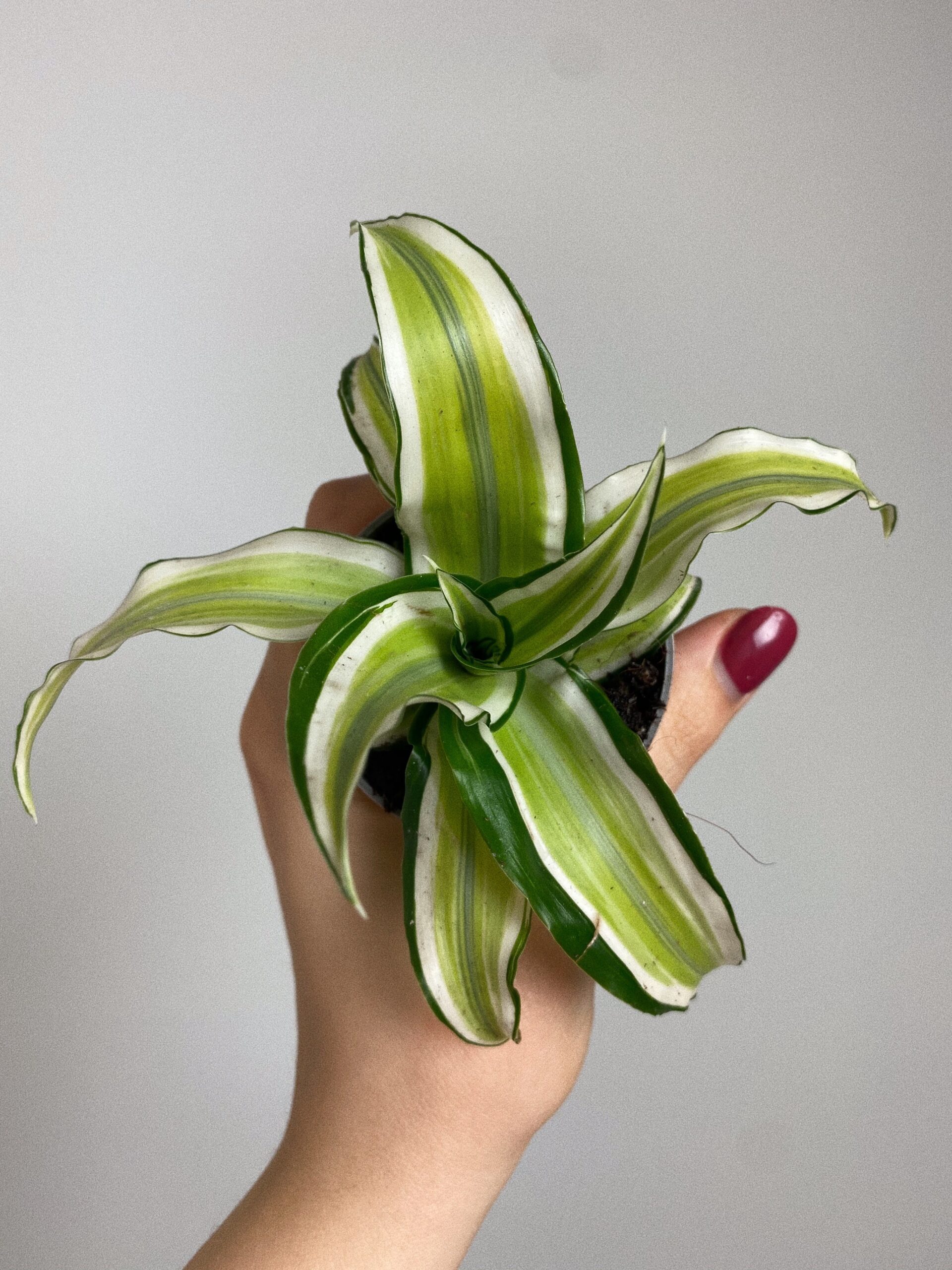 Dracena Dragontree Malaika