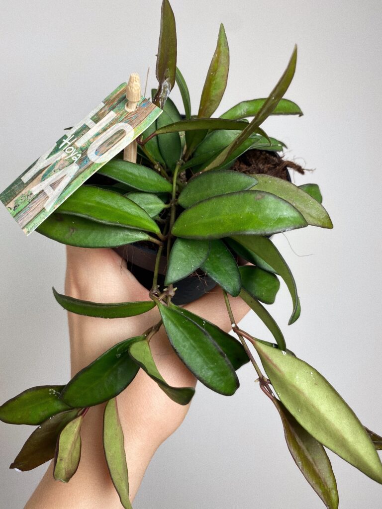 Hoya Tsangii