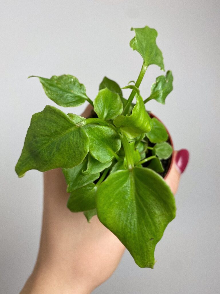 Philodendron Xanadu