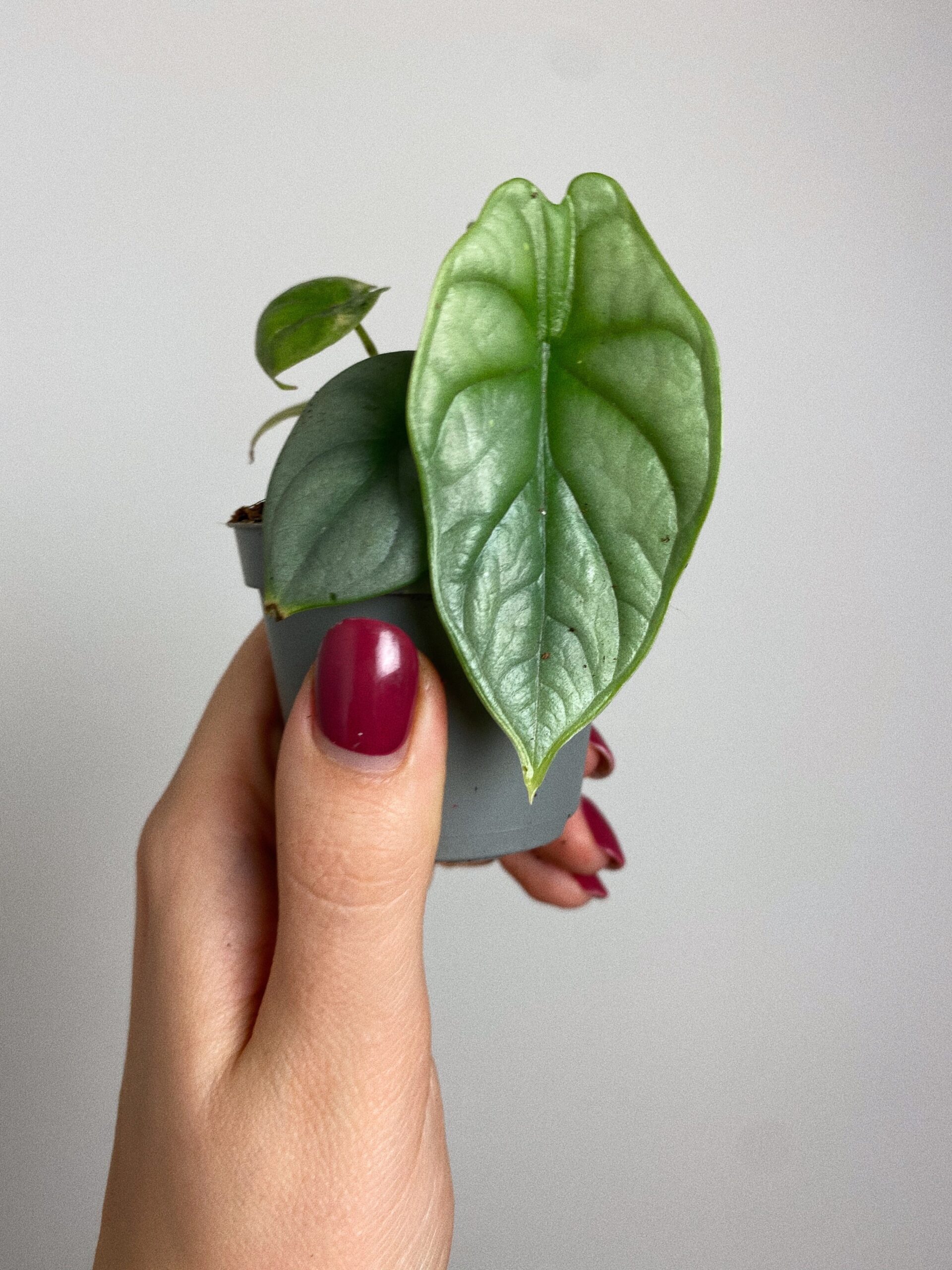Alocasia Silver Dragon