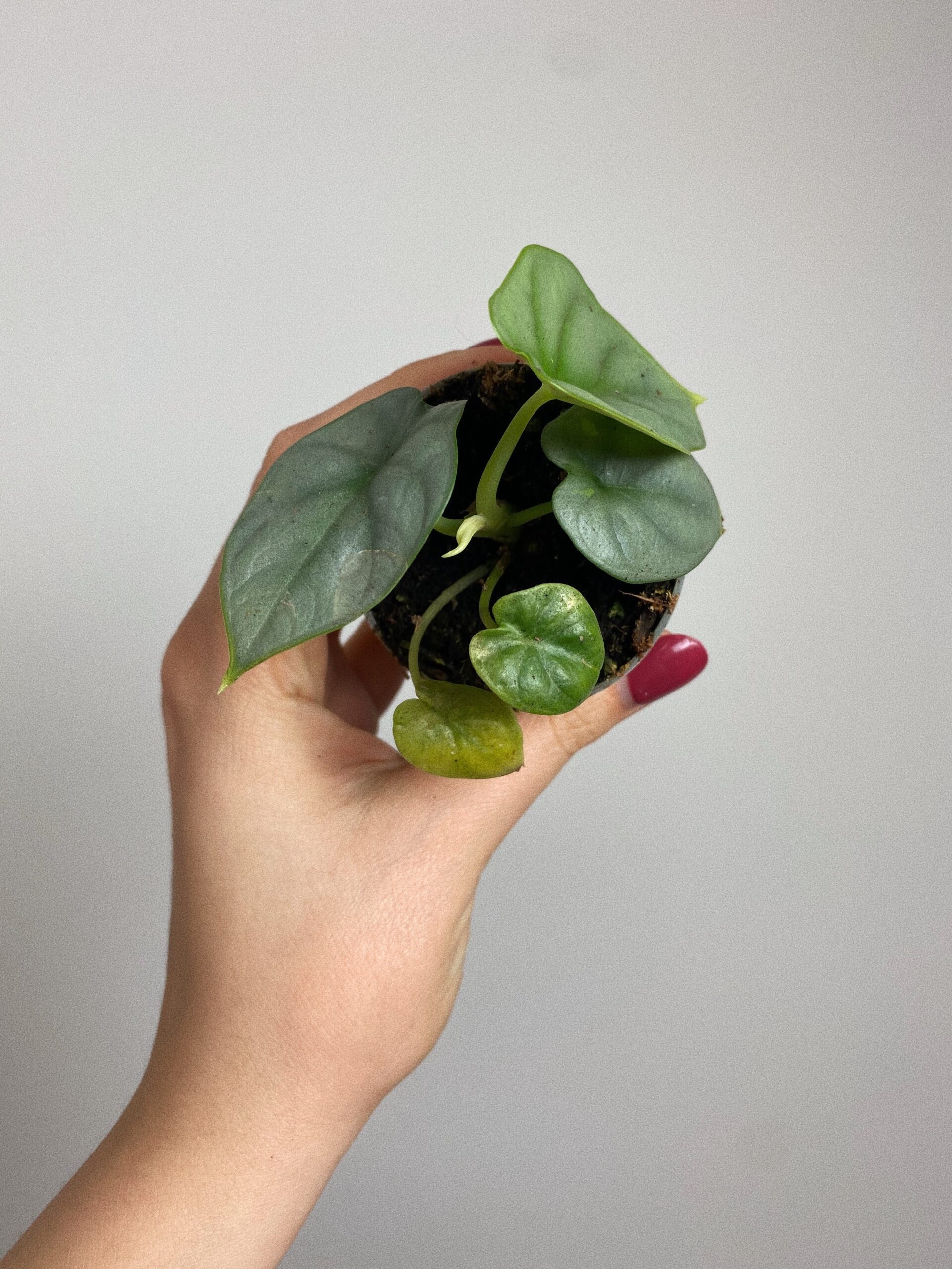 Alocasia Silver Dragon