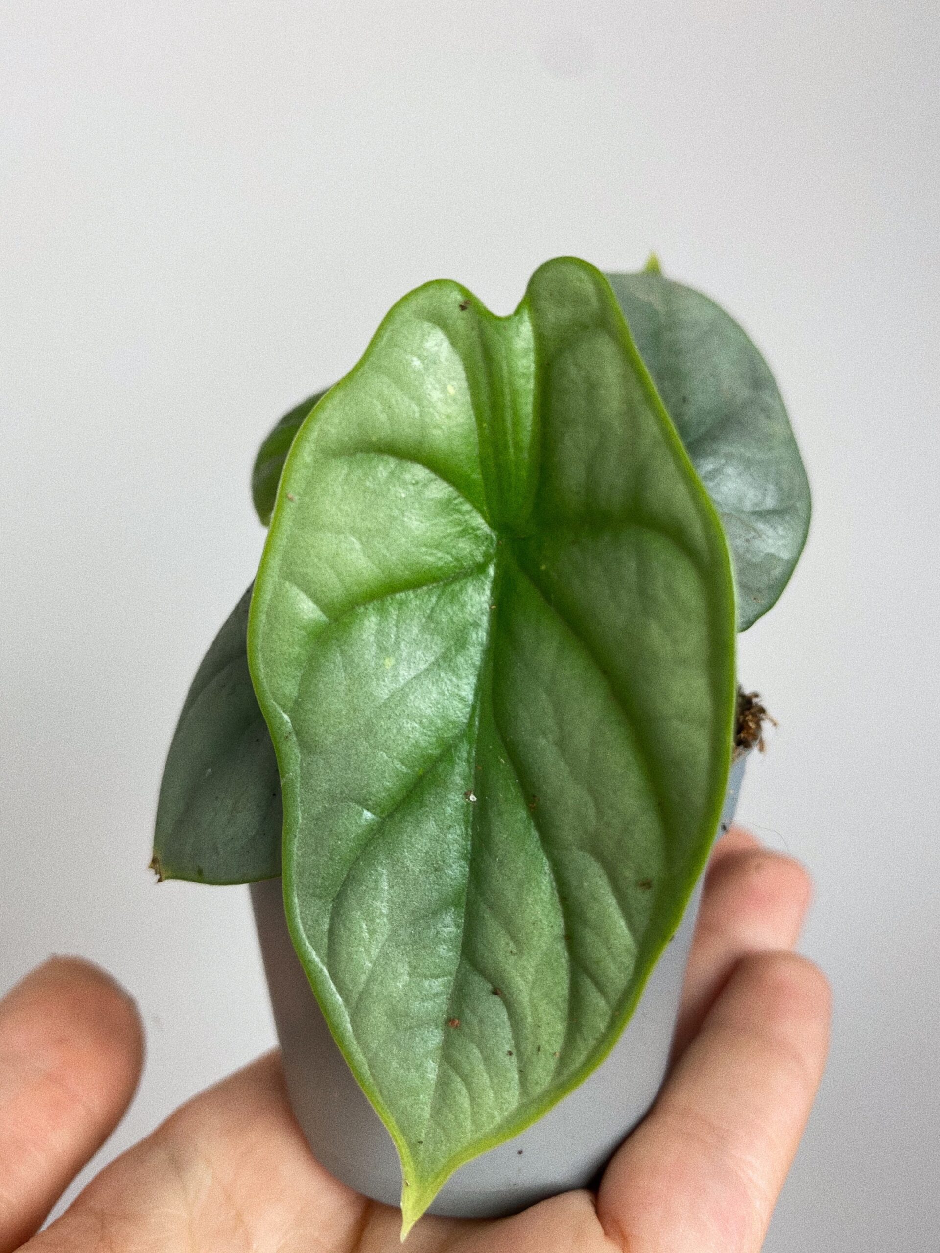 Alocasia Silver Dragon