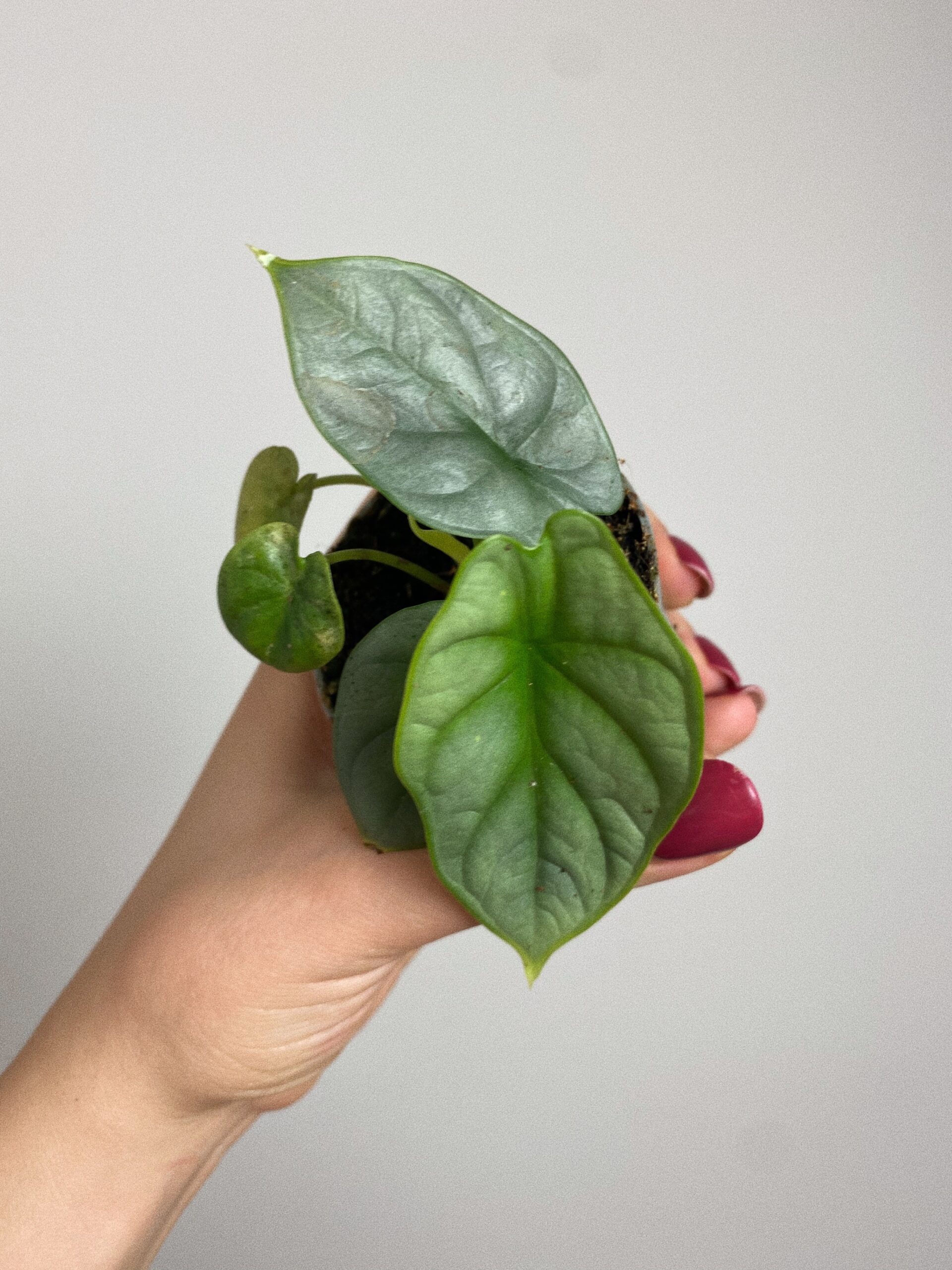 Alocasia Silver Dragon