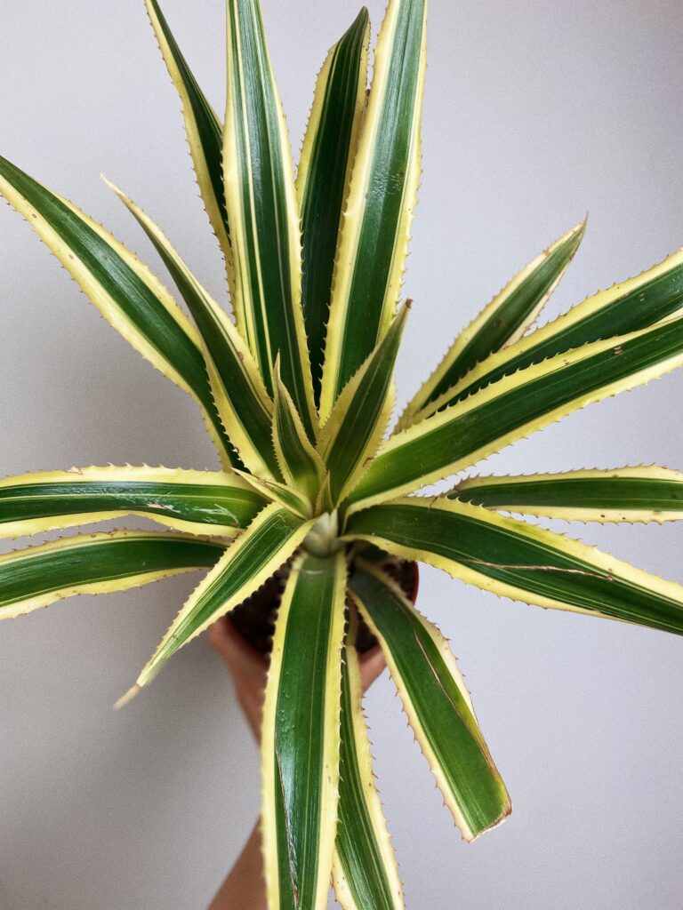 Ananas Bont