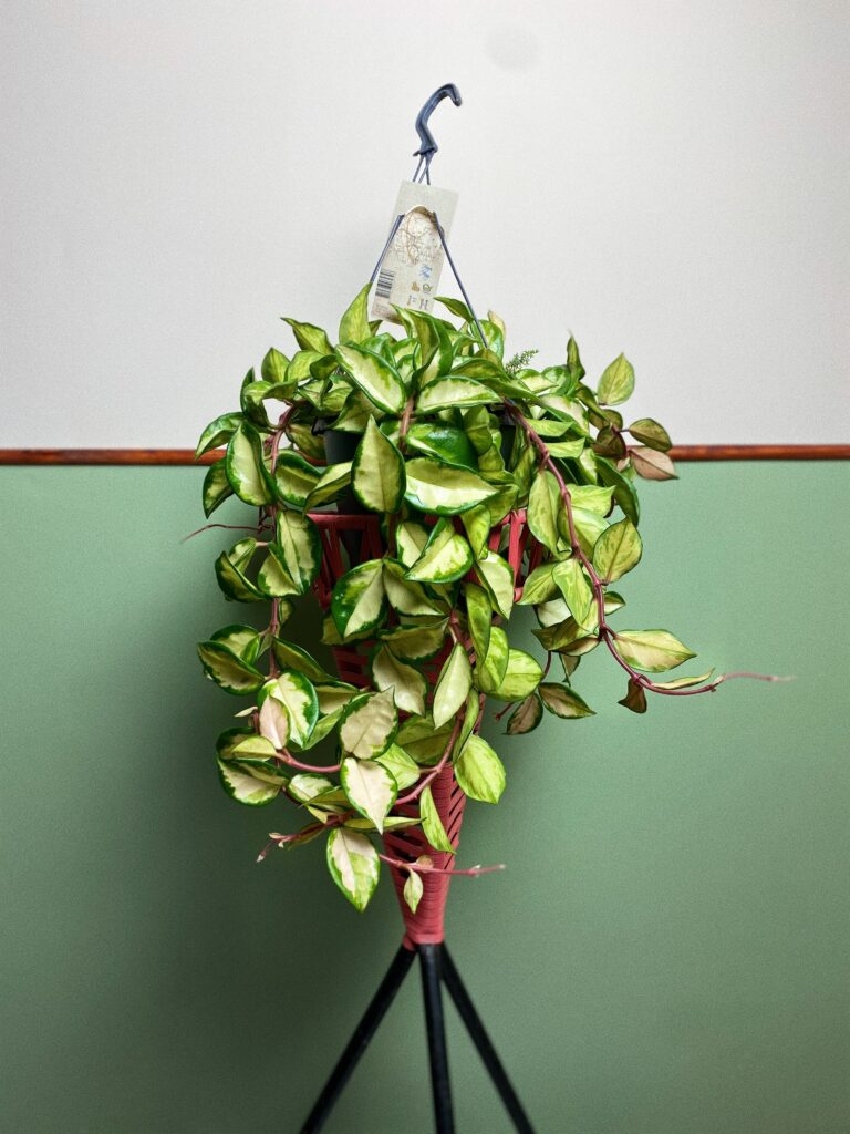 Hoya tricolor L