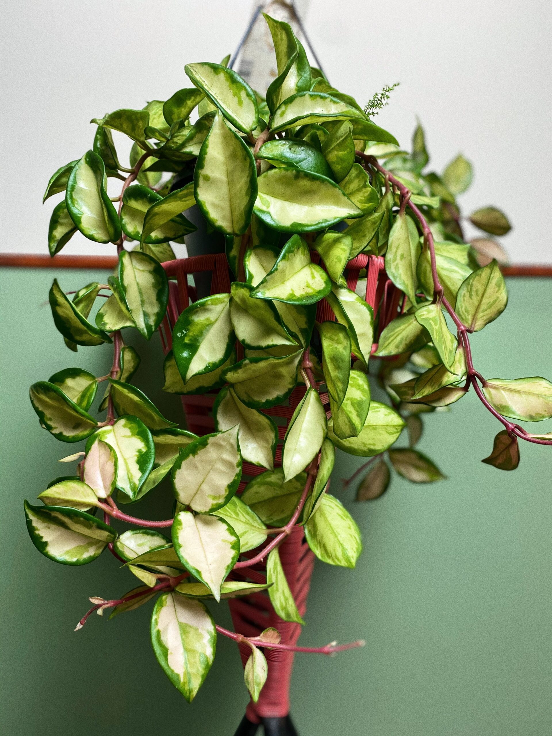 Hoya tricolor L