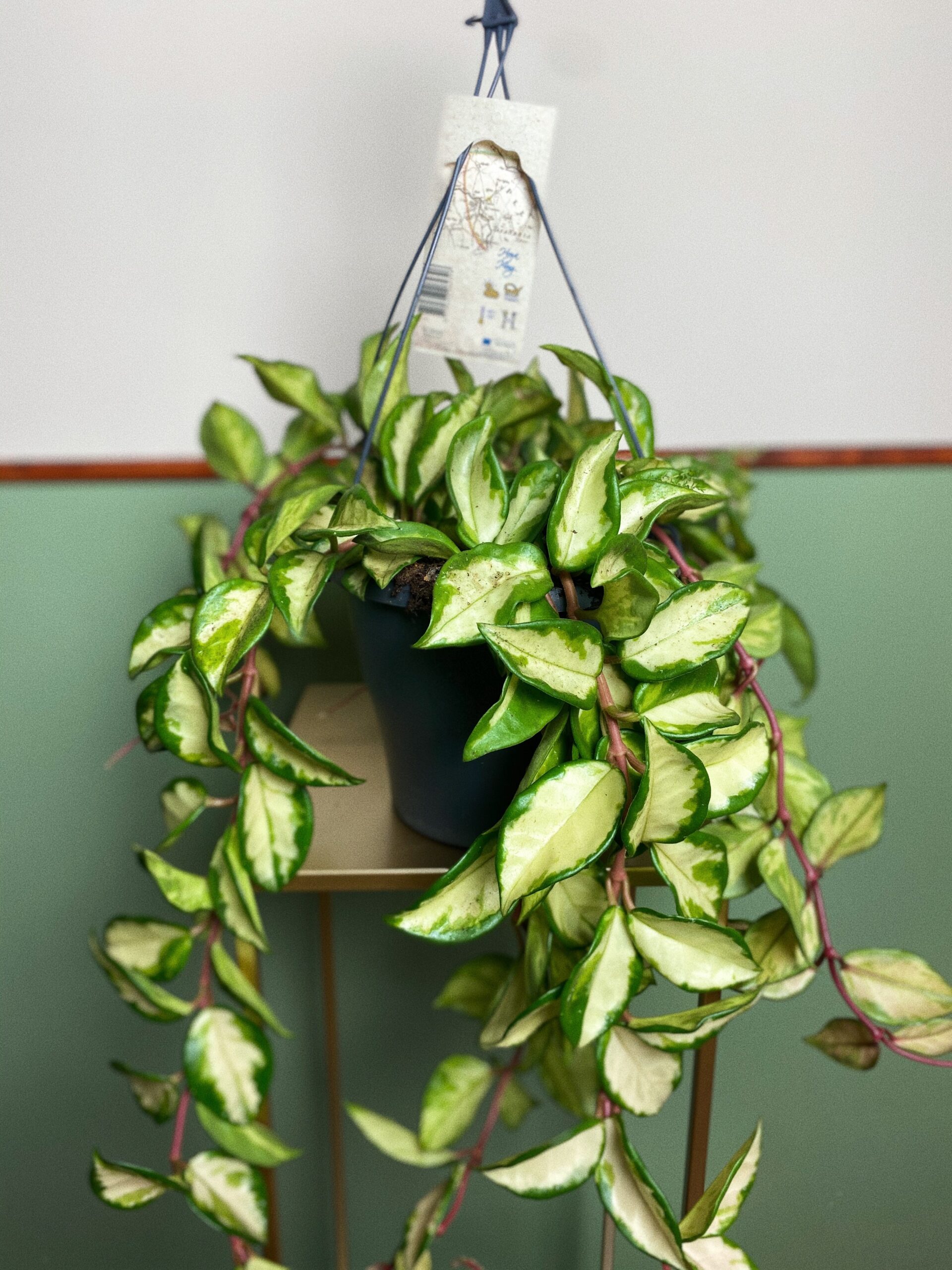 Hoya tricolor L