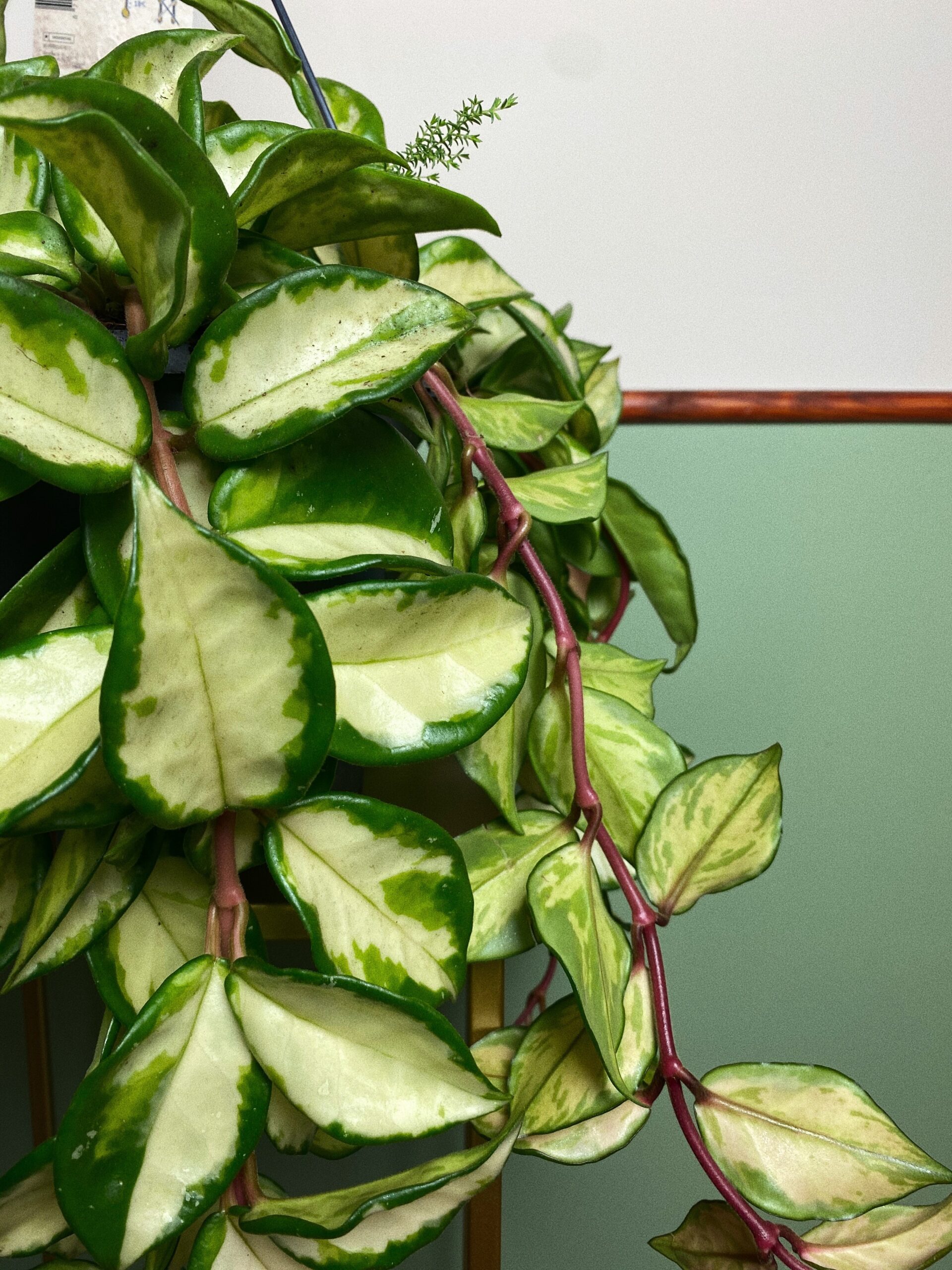 Hoya tricolor L