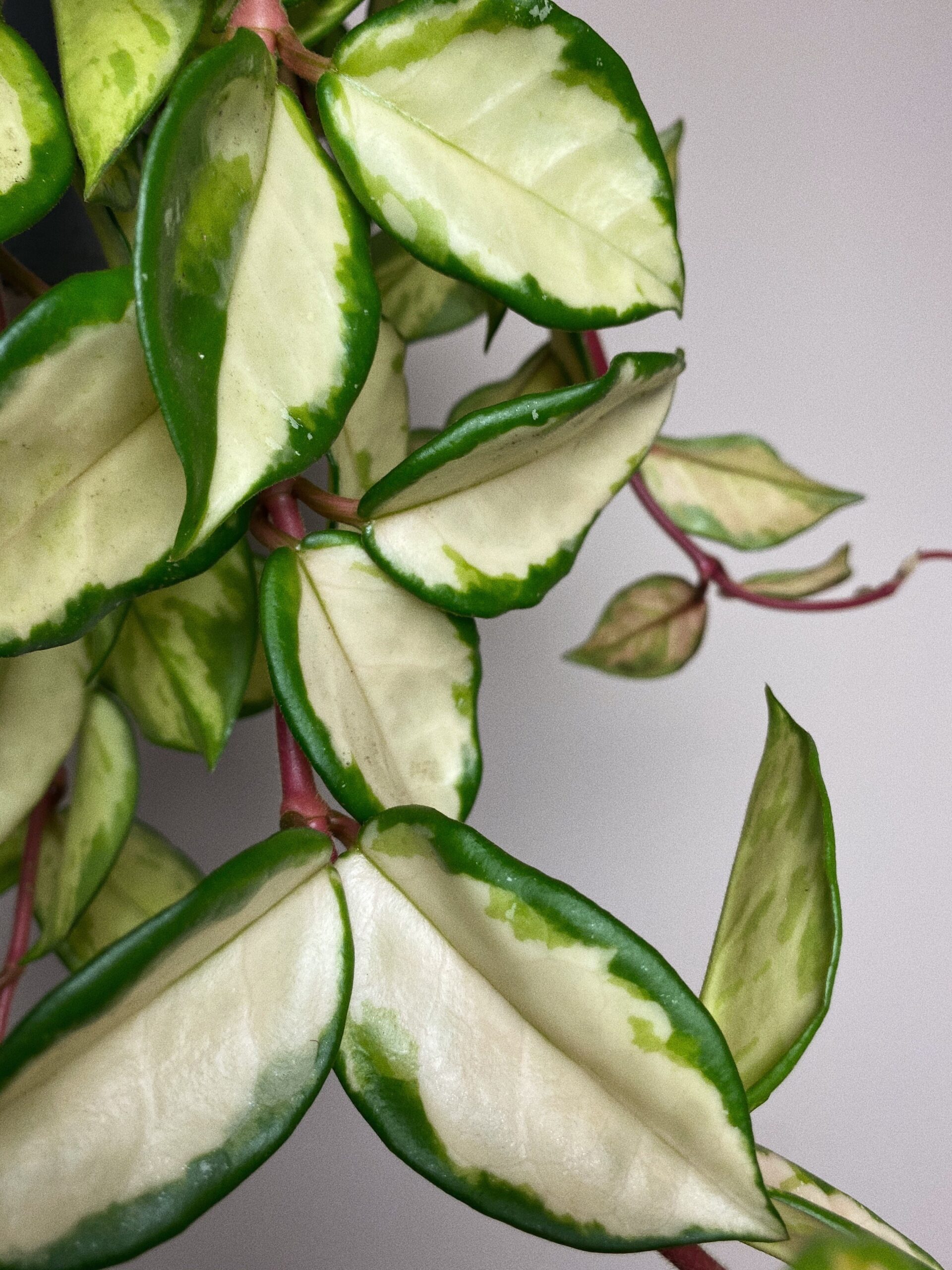 Hoya tricolor L