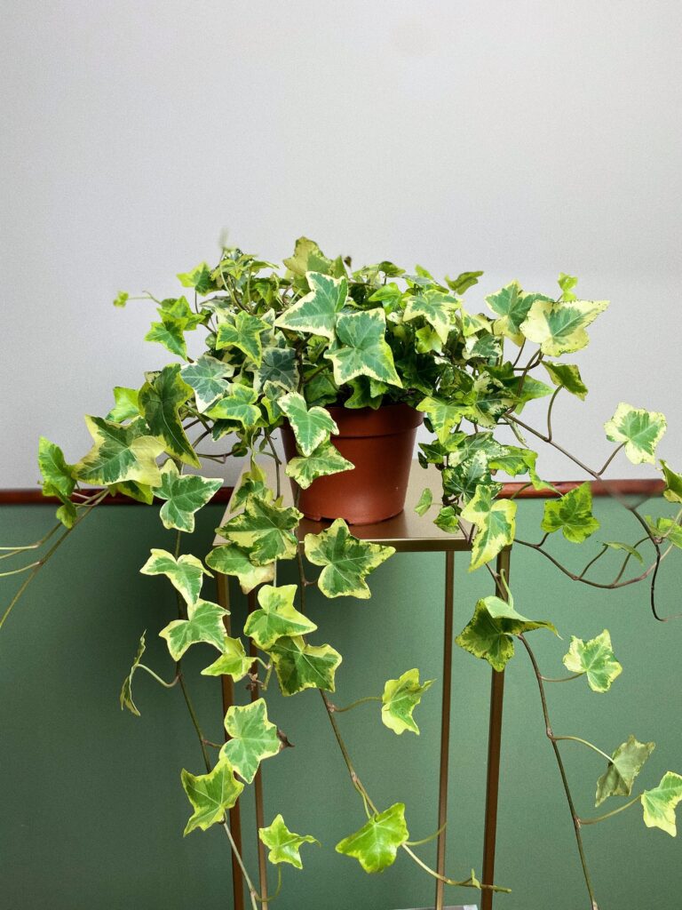 Hedera Golden Kolibli 'Bluszcz' M
