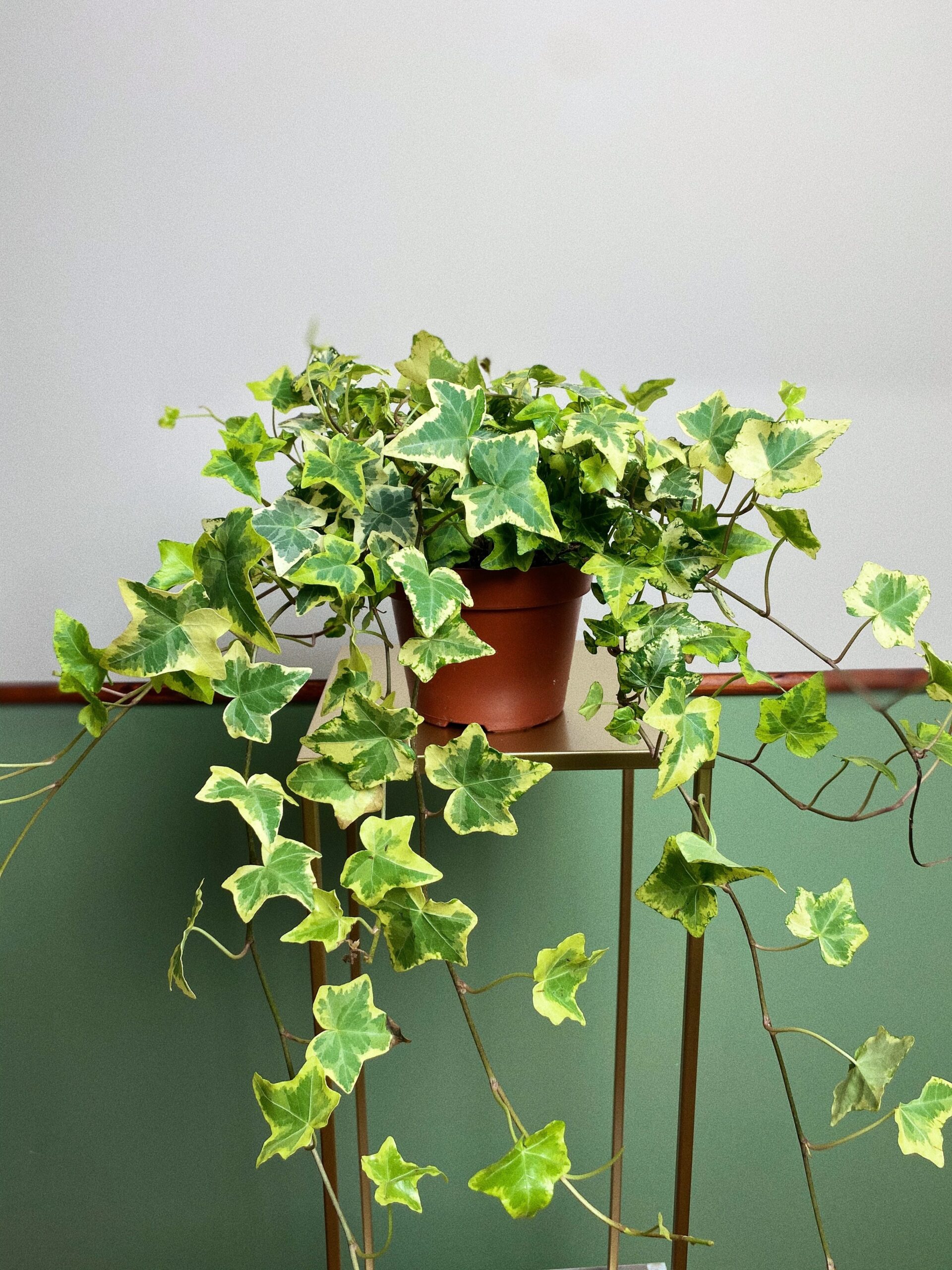 Hedera Golden Kolibli ‘Bluszcz’ M