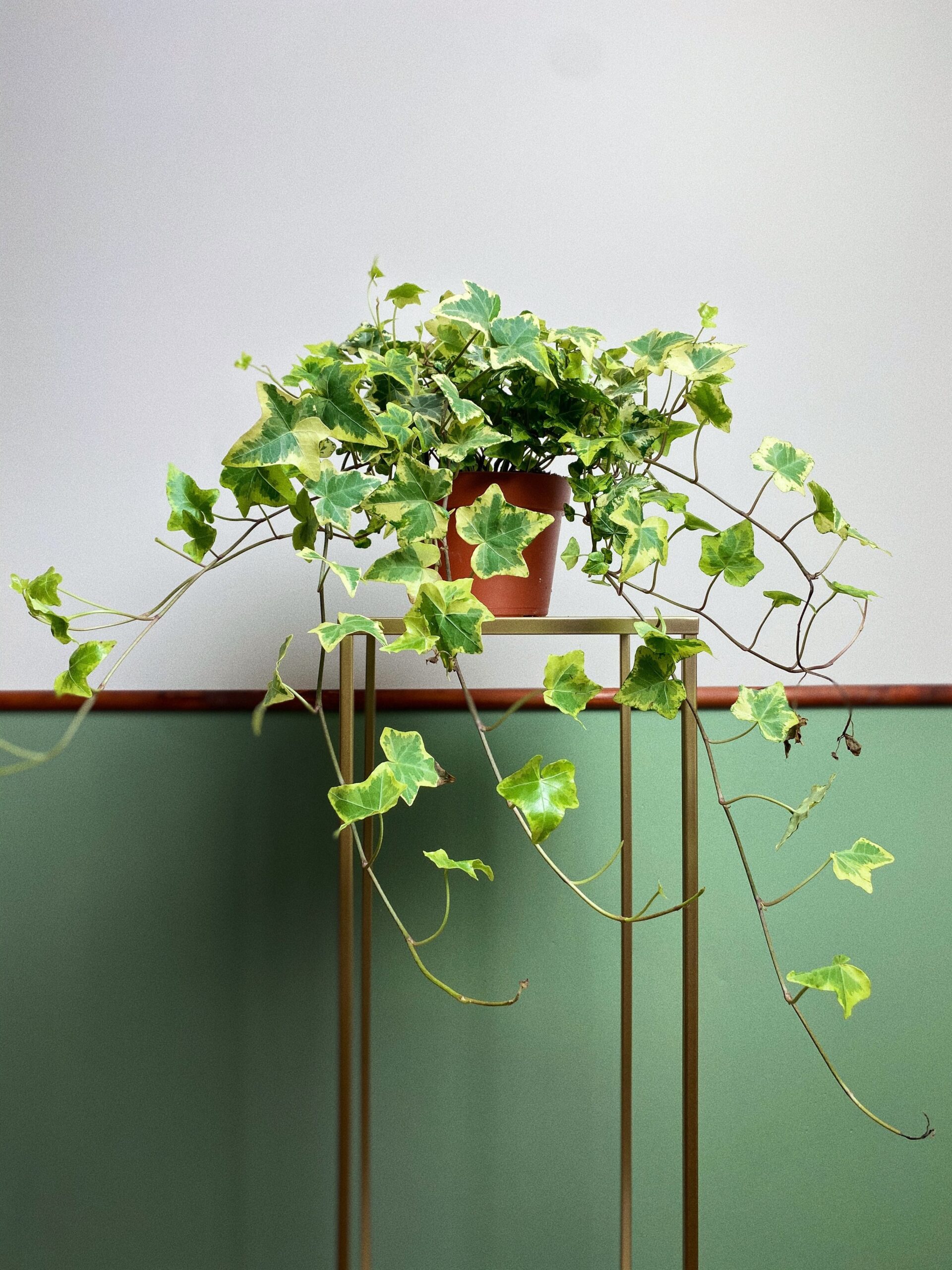 Hedera Golden Kolibli ‘Bluszcz’ M