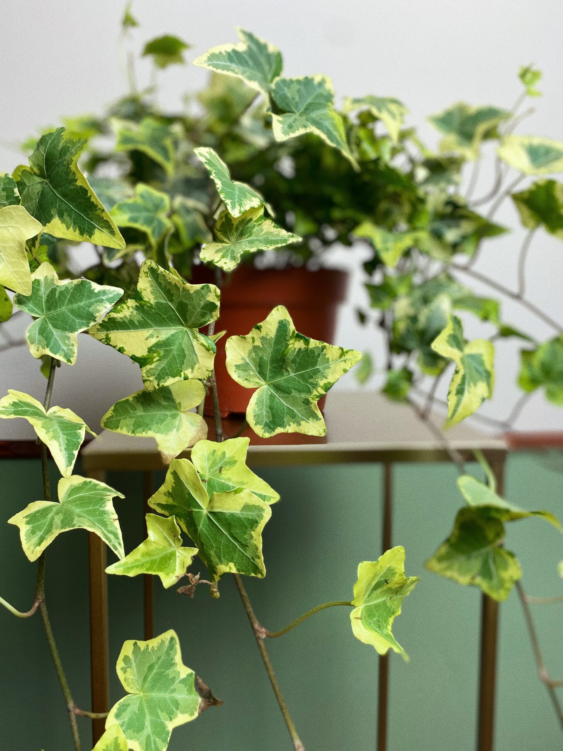 Hedera Golden Kolibli ‘Bluszcz’ M