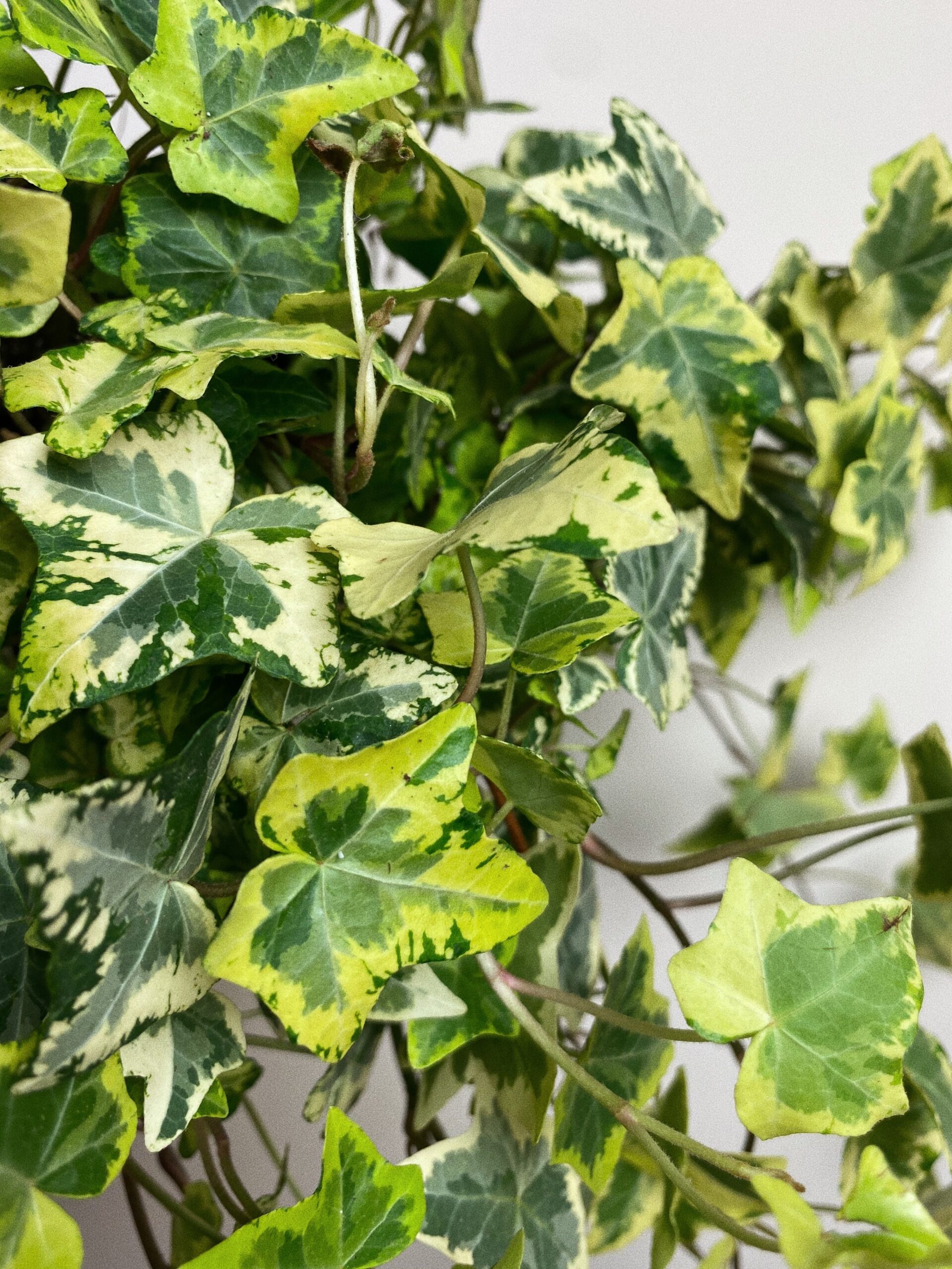 Hedera Golden Kolibli ‘Bluszcz’ M