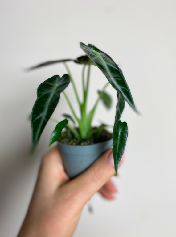Alocasia Arrow