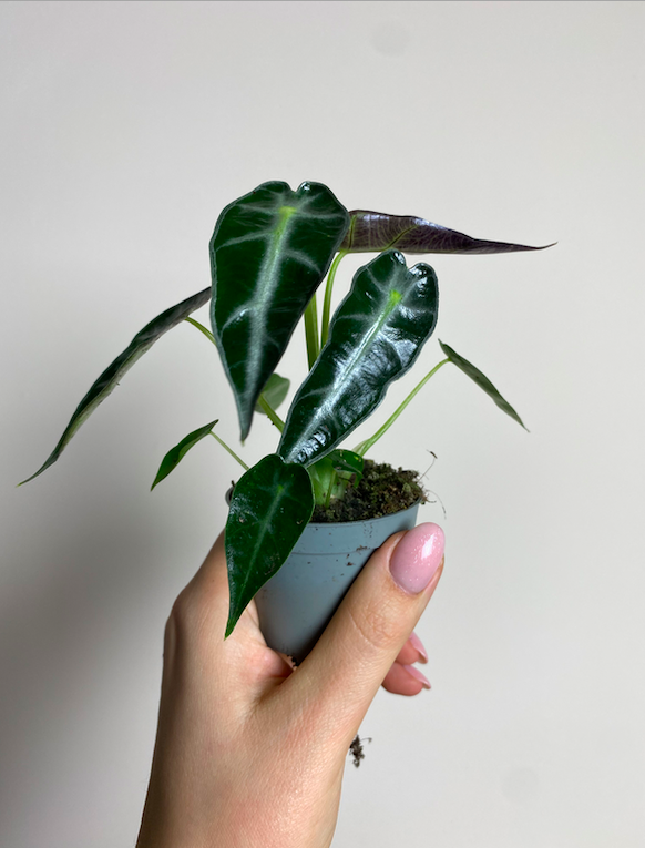 Alocasia Arrow