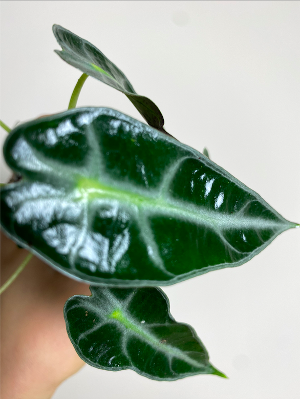 Alocasia Arrow