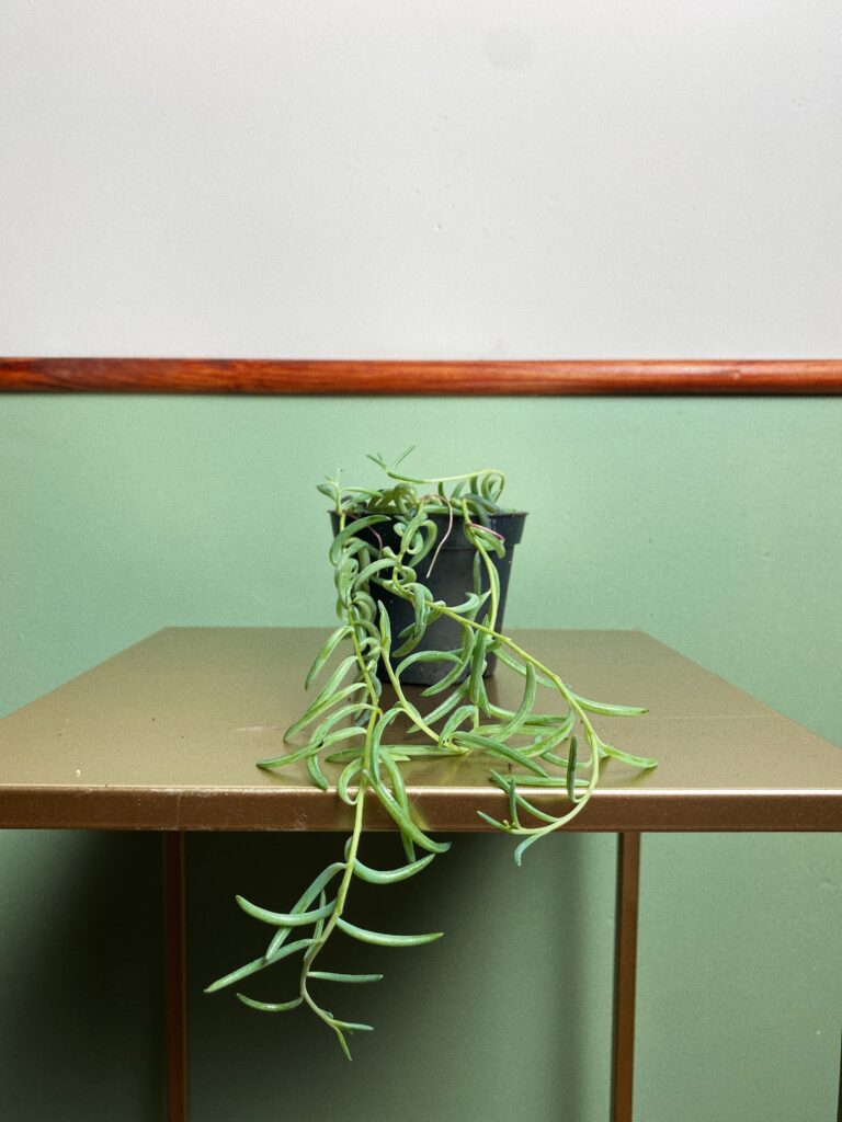 Senecio radicans string of bananas