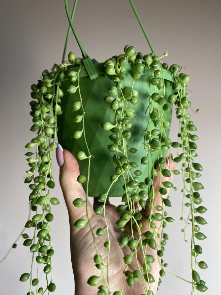 Senecio rowleya (starzec)