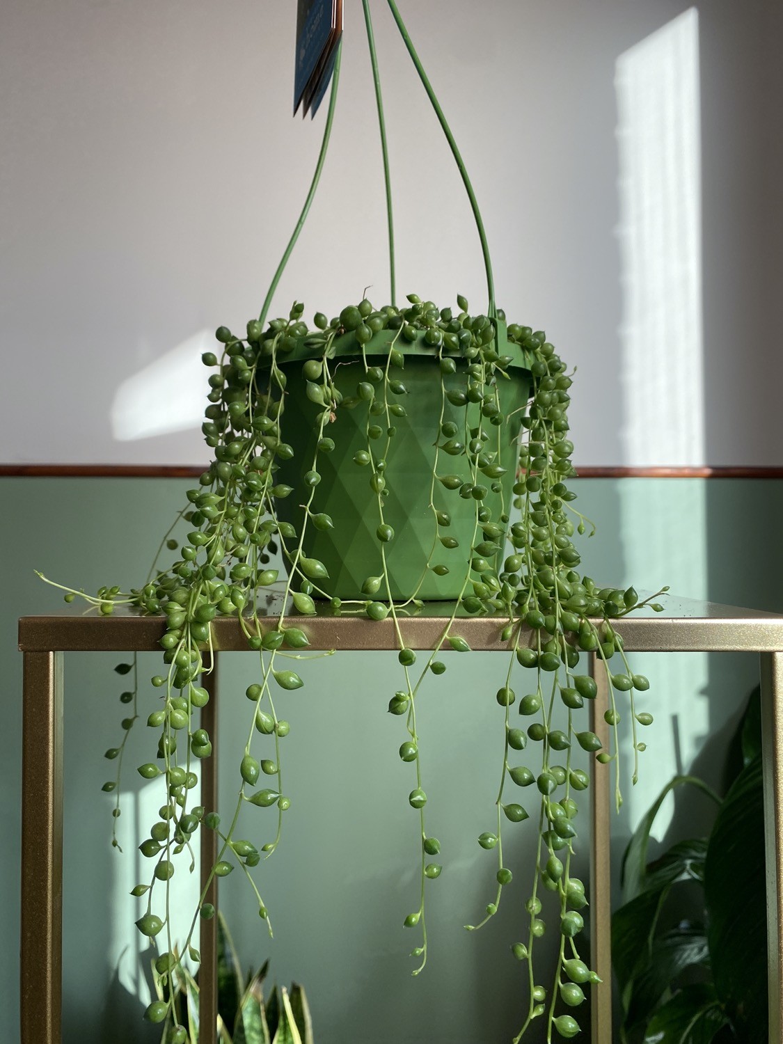 Senecio rowleya (starzec)
