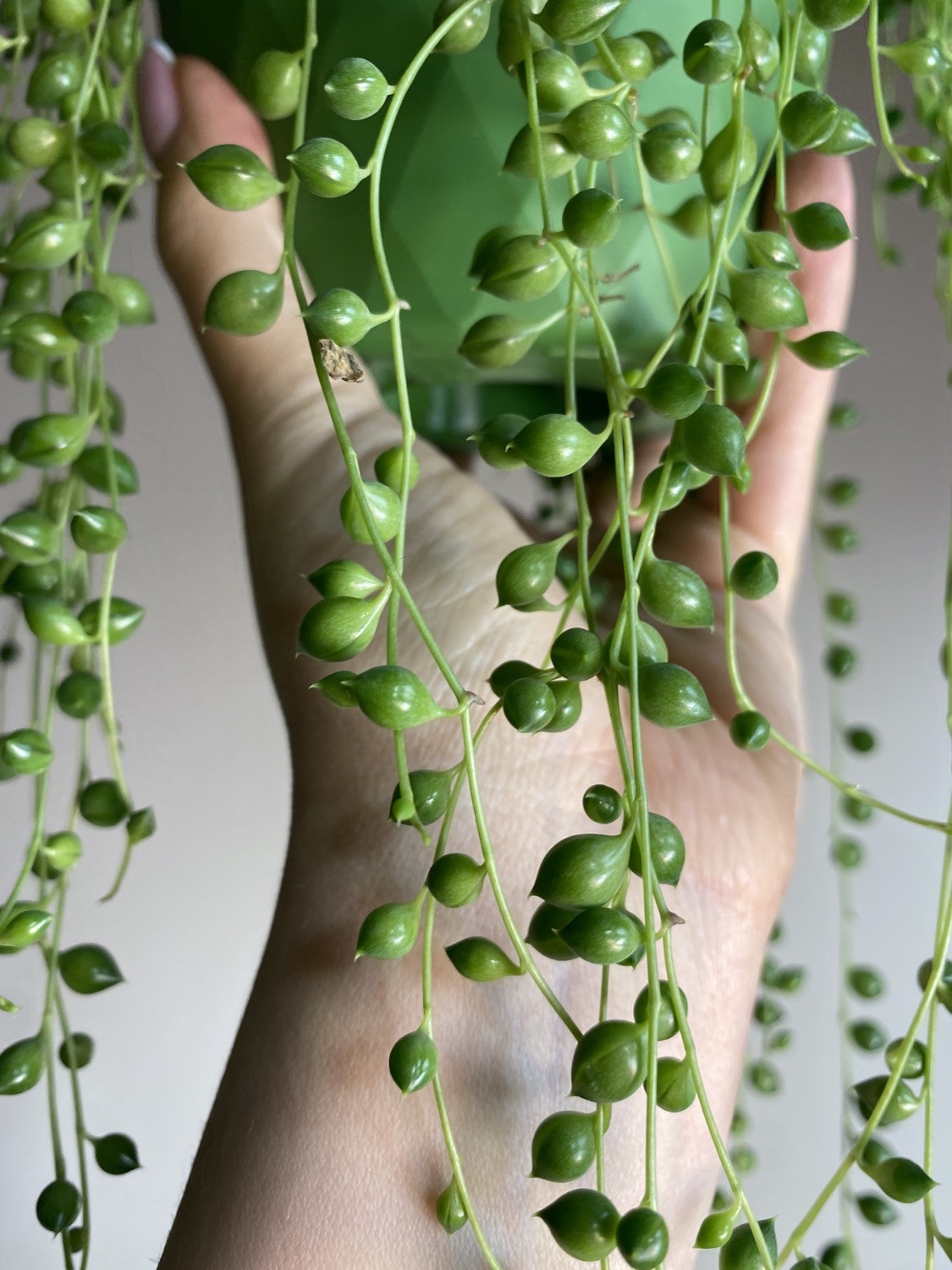 Senecio rowleya (starzec)