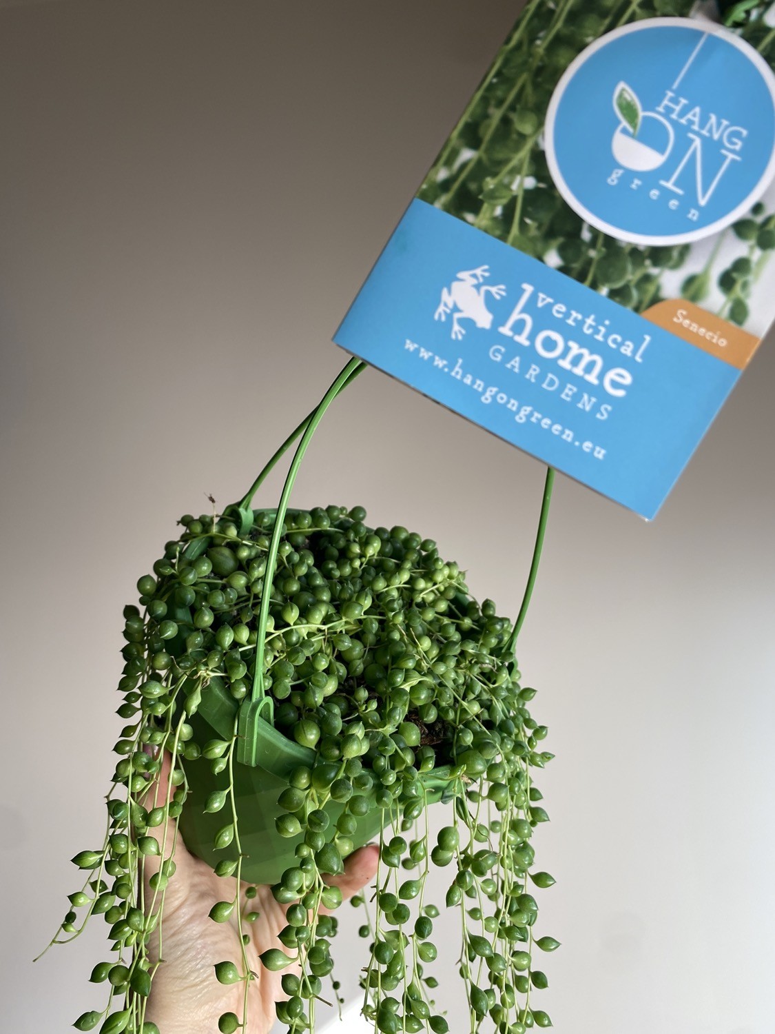 Senecio rowleya (starzec)