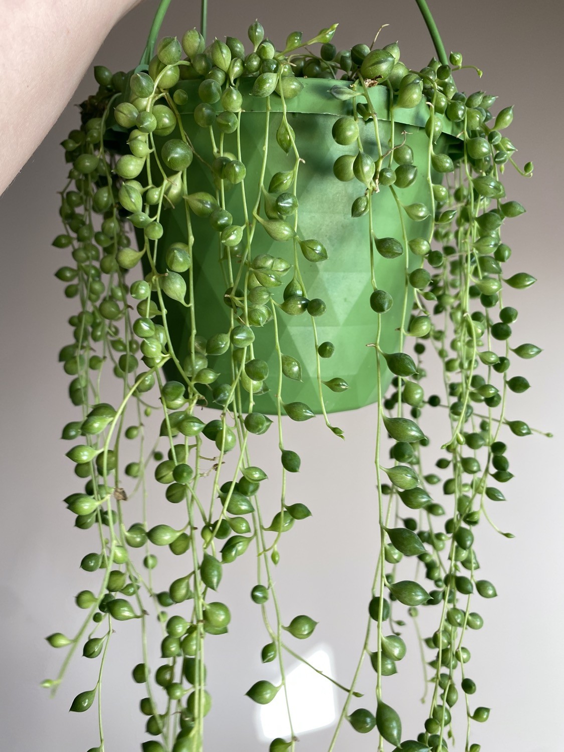 Senecio rowleya (starzec)