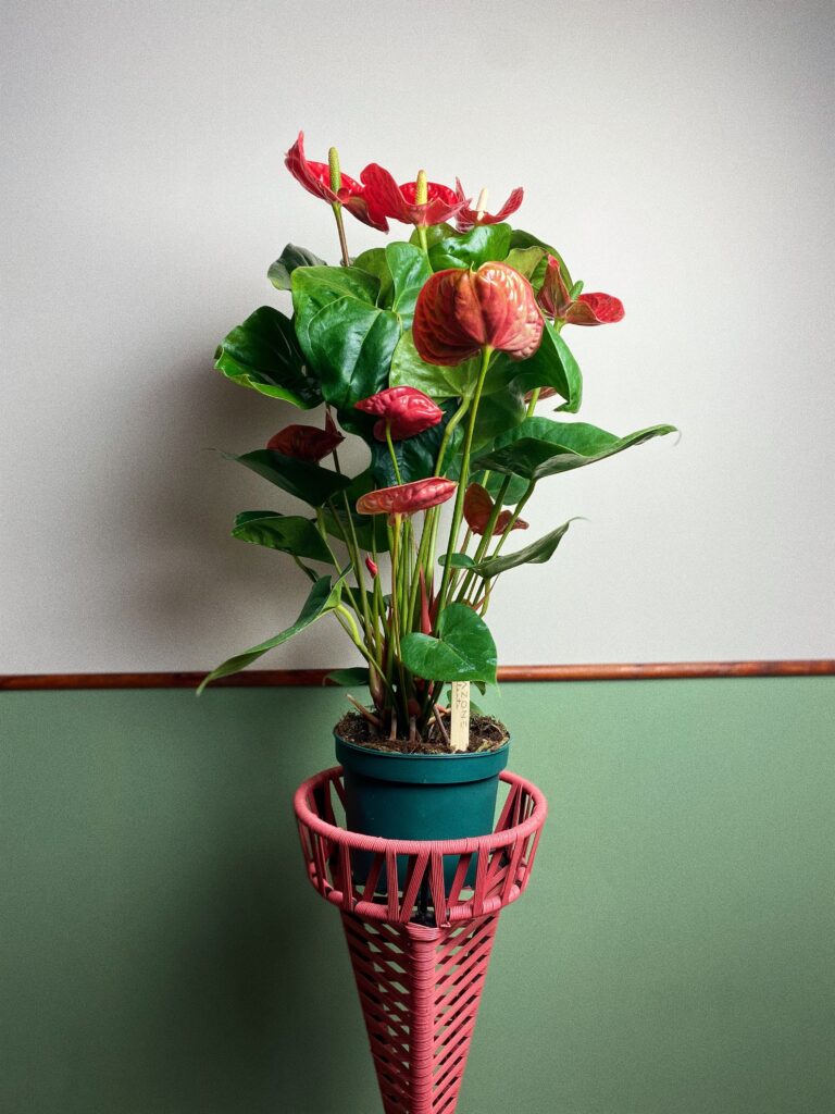 Anthurium Scherzerianum L