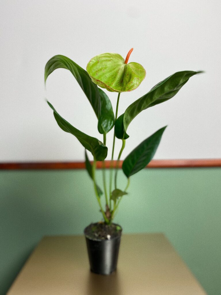 Anthurium Scherzerianum limonkowe S