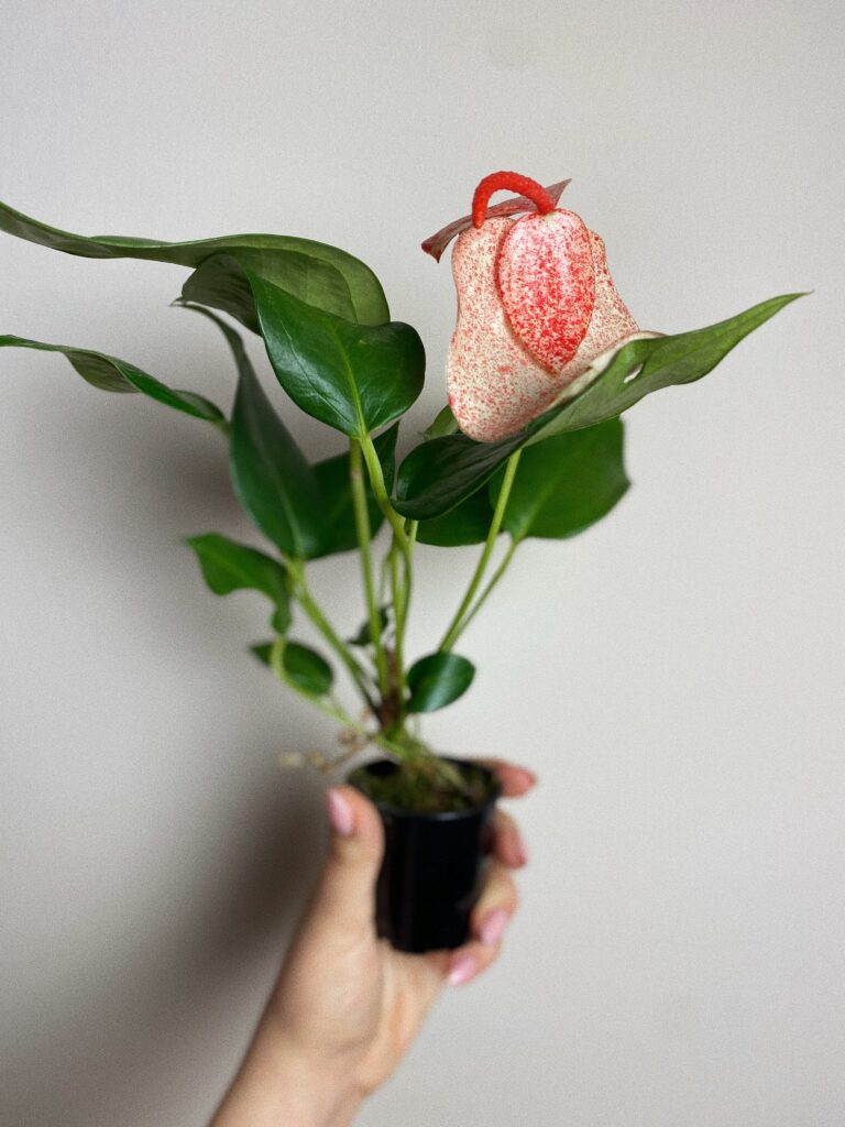 Anthurium Scherzerianum białe nakrapiane S