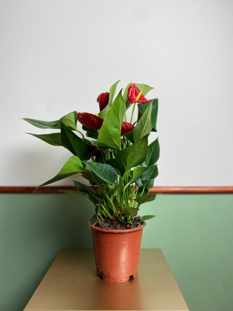 Anthurium Daimond M