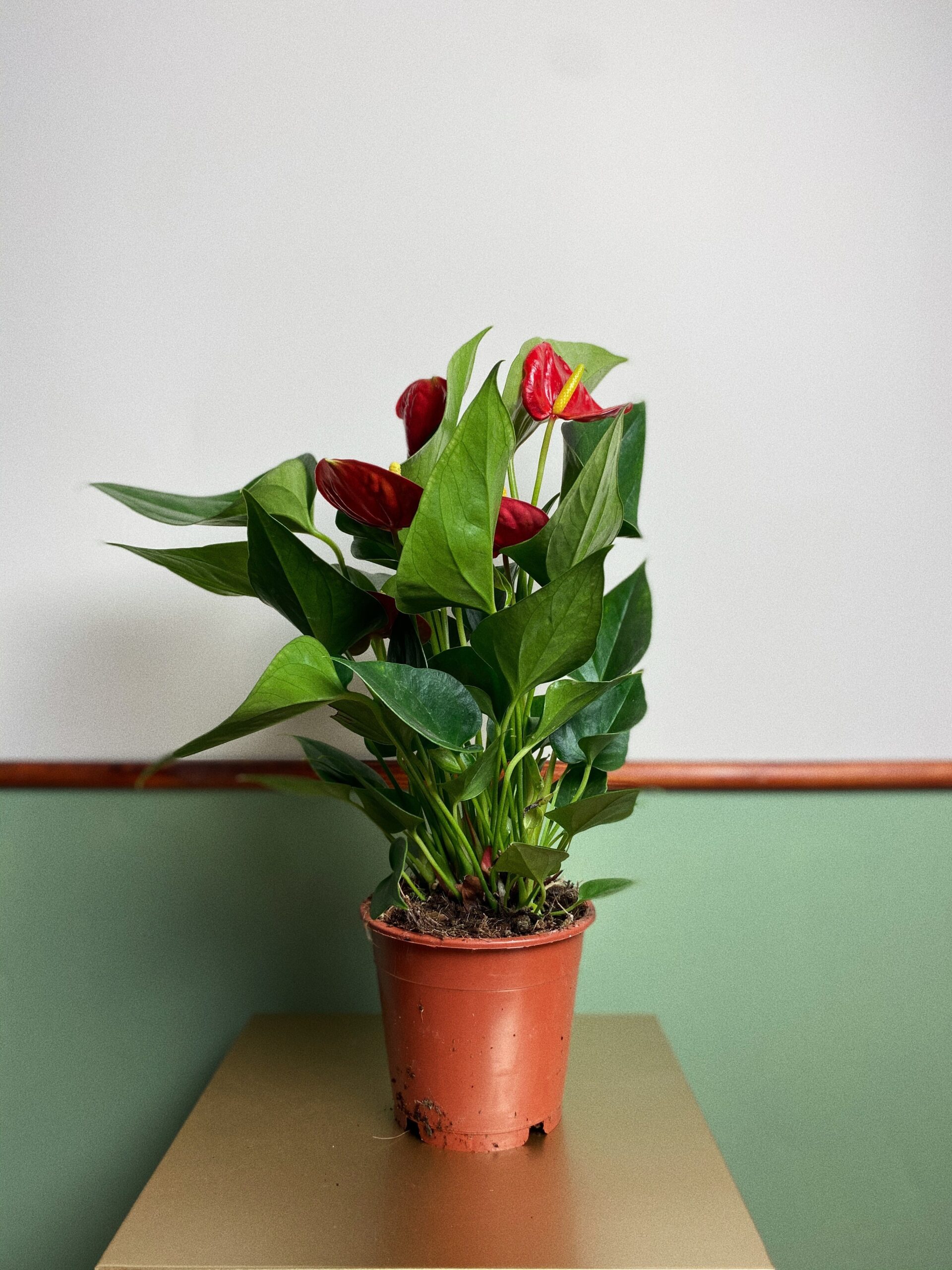 Anthurium Daimond M