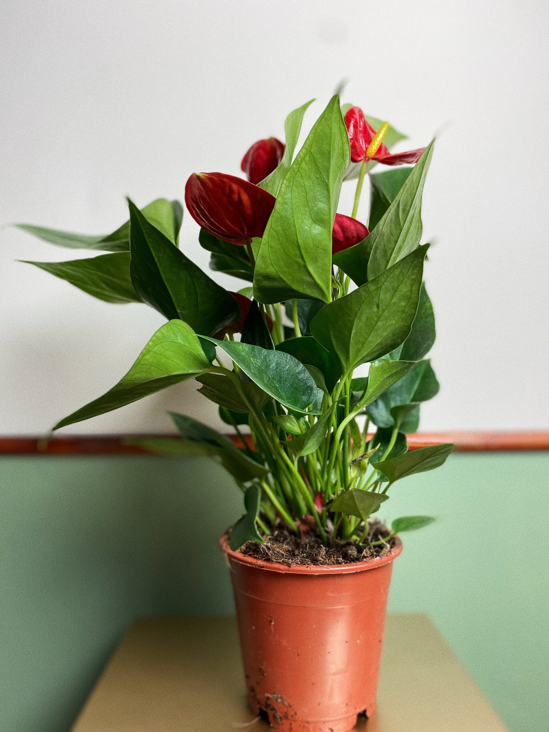 Anthurium Daimond M