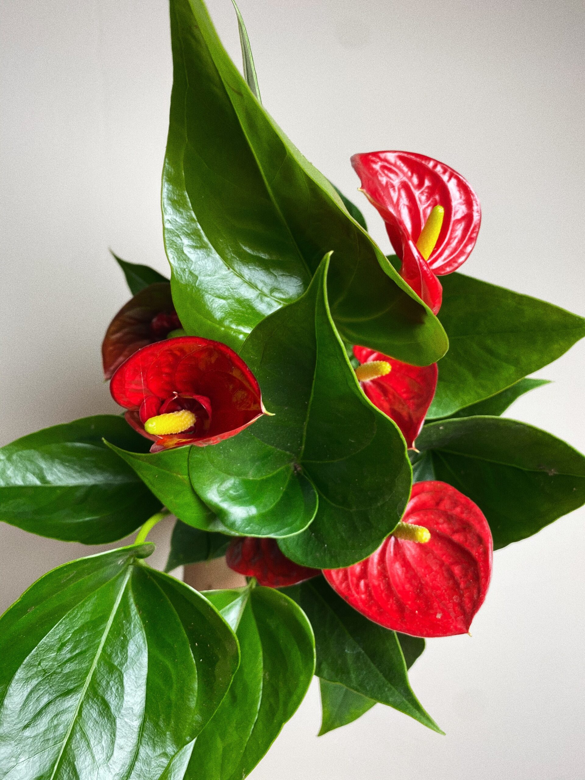 Anthurium Daimond M