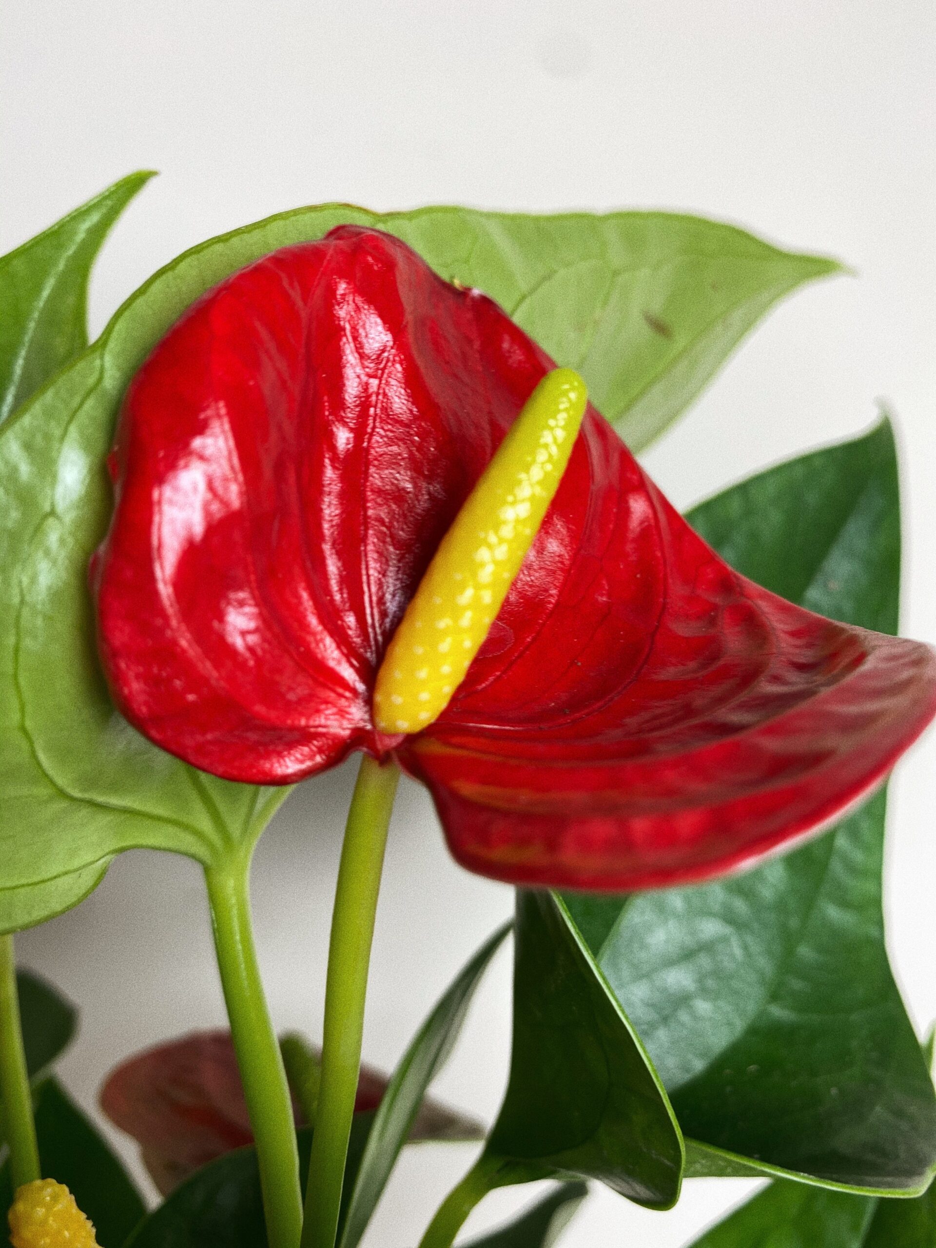 Anthurium Daimond M