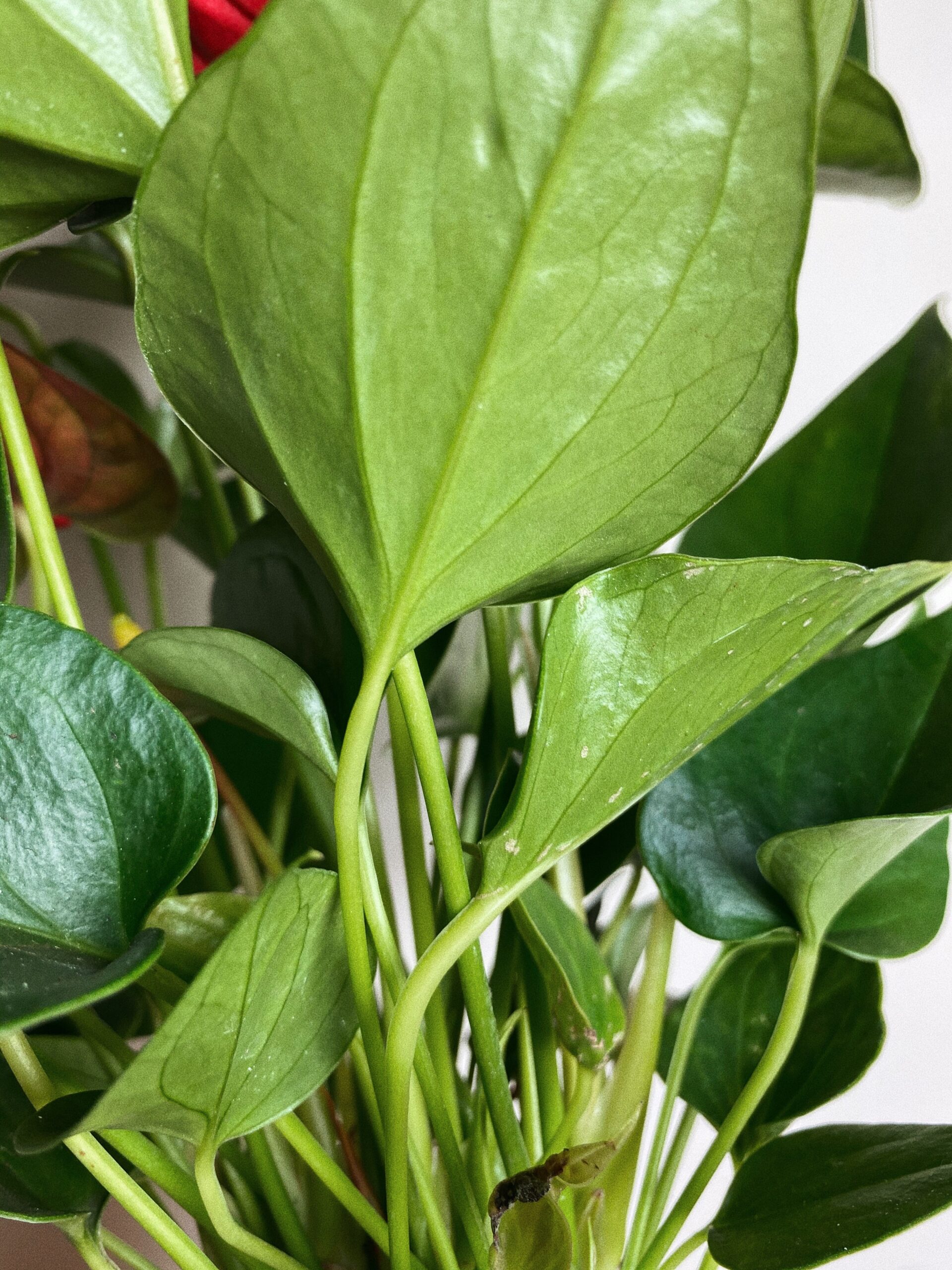 Anthurium Daimond M
