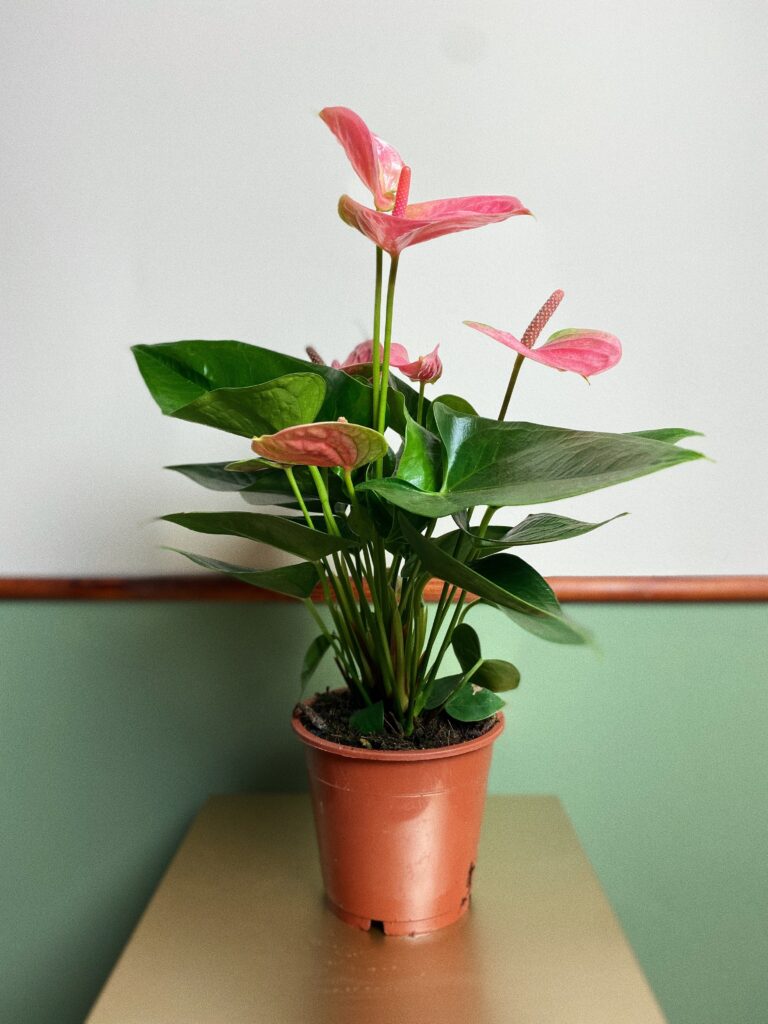 Anthurium Diamond różowe M