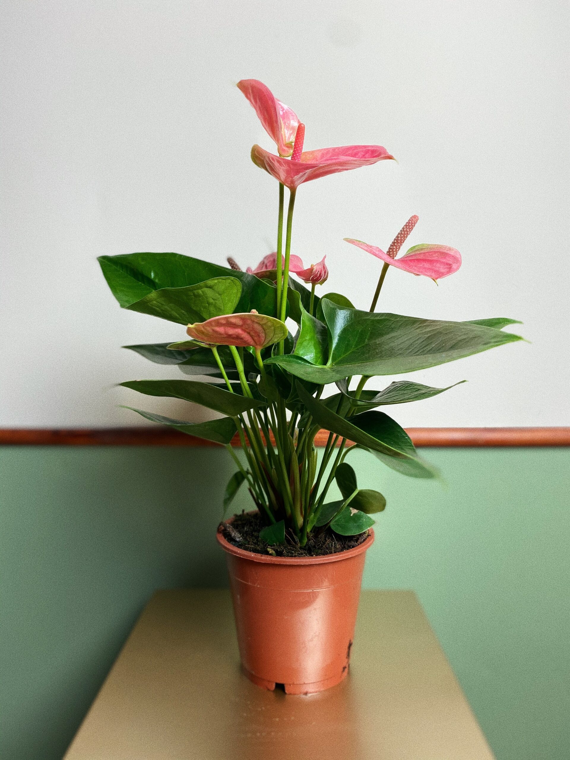 Anthurium Diamond różowe M