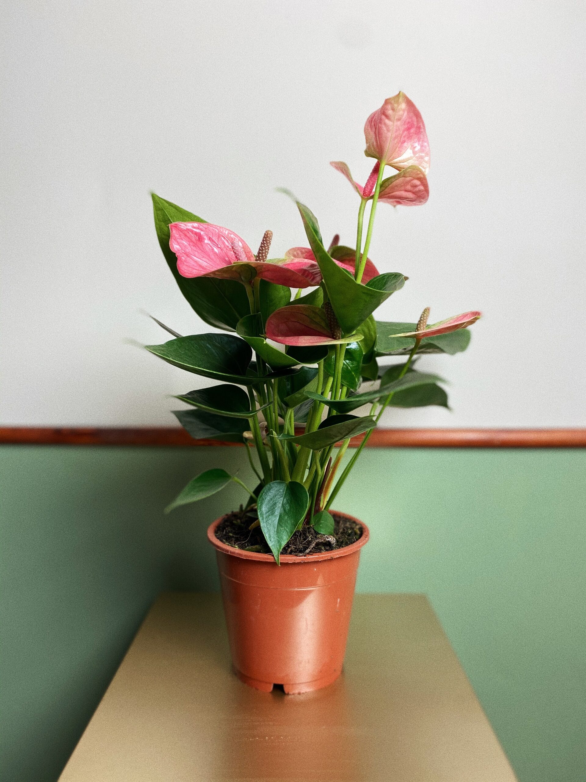 Anthurium Diamond różowe M