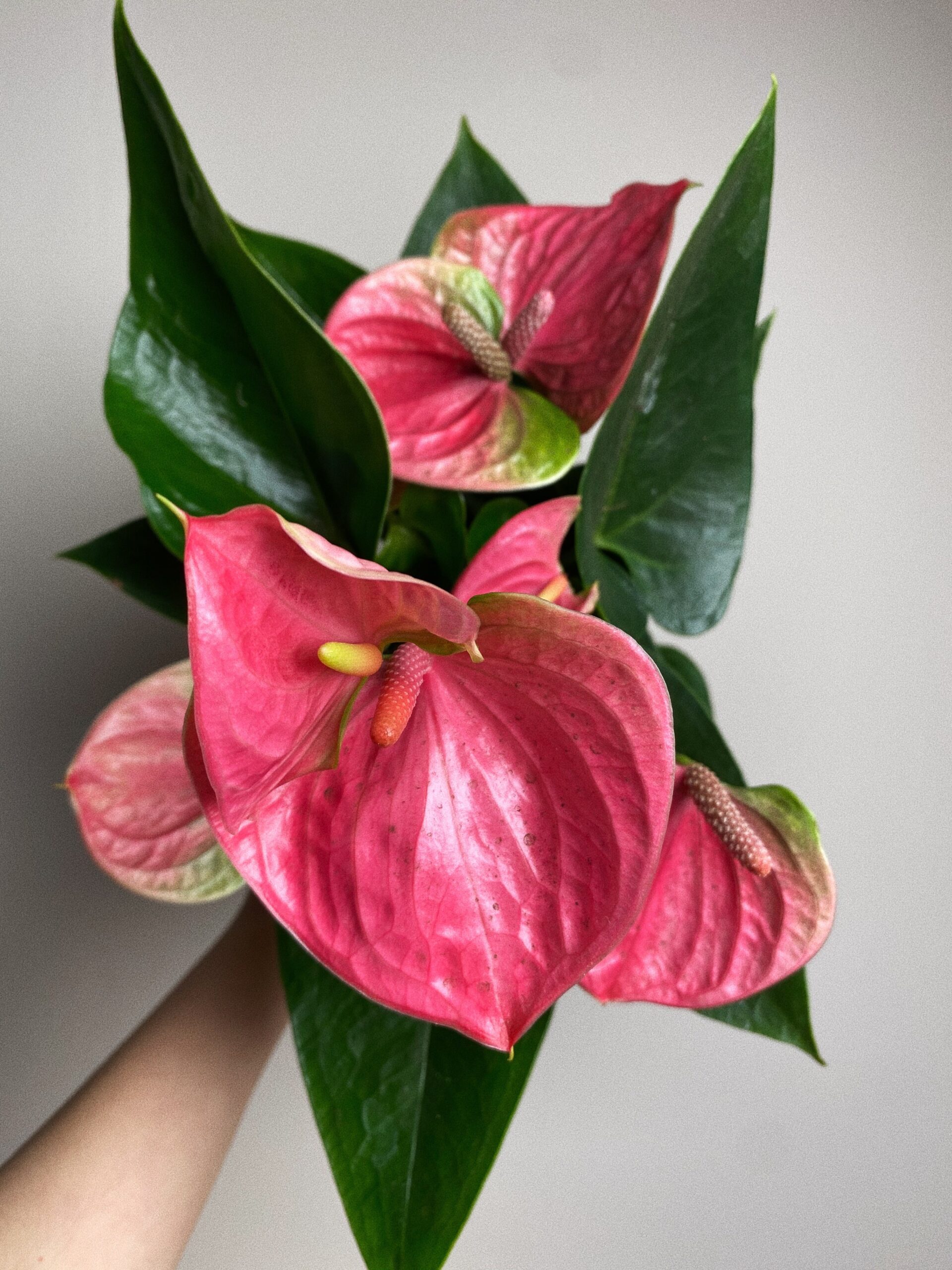 Anthurium Diamond różowe M