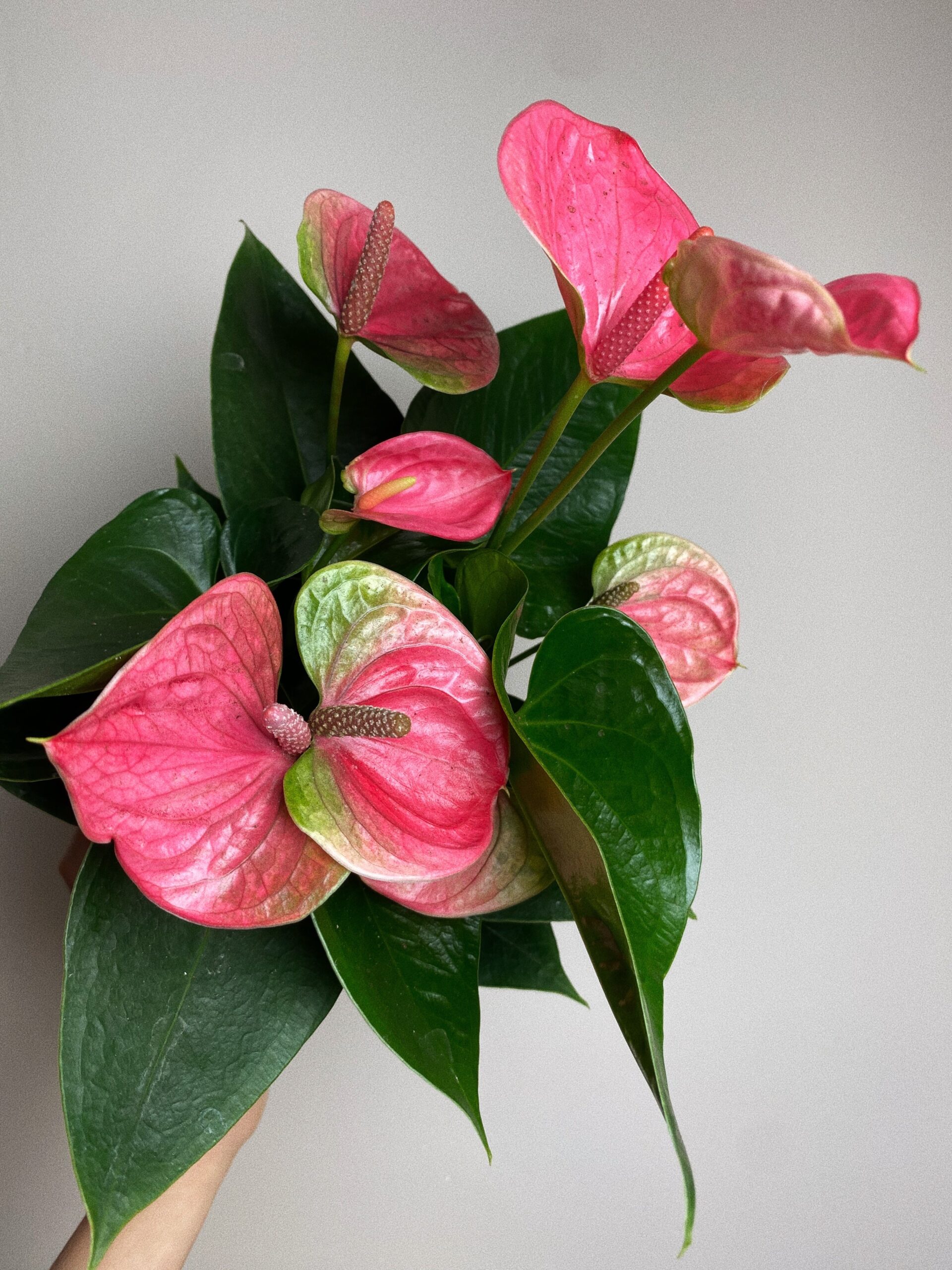 Anthurium Diamond różowe M