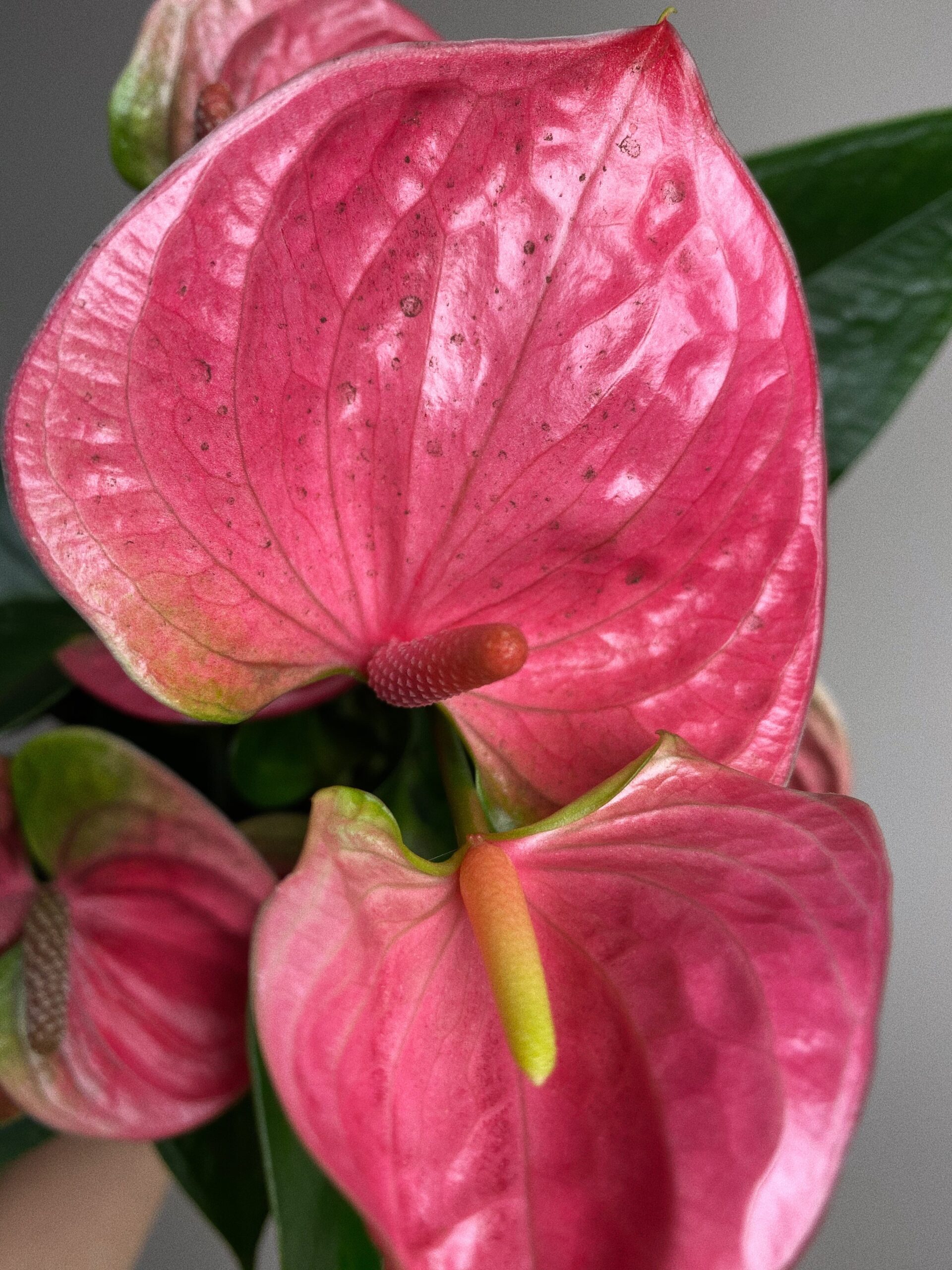 Anthurium Diamond różowe M