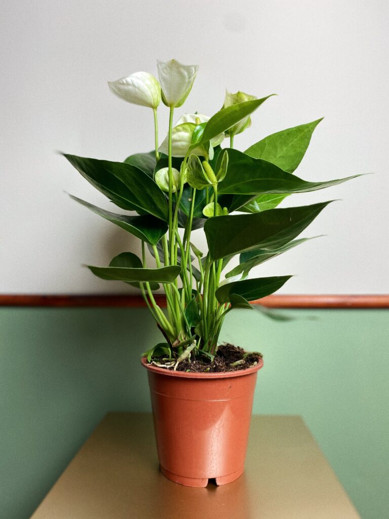 Anthurium Diamond Białe M
